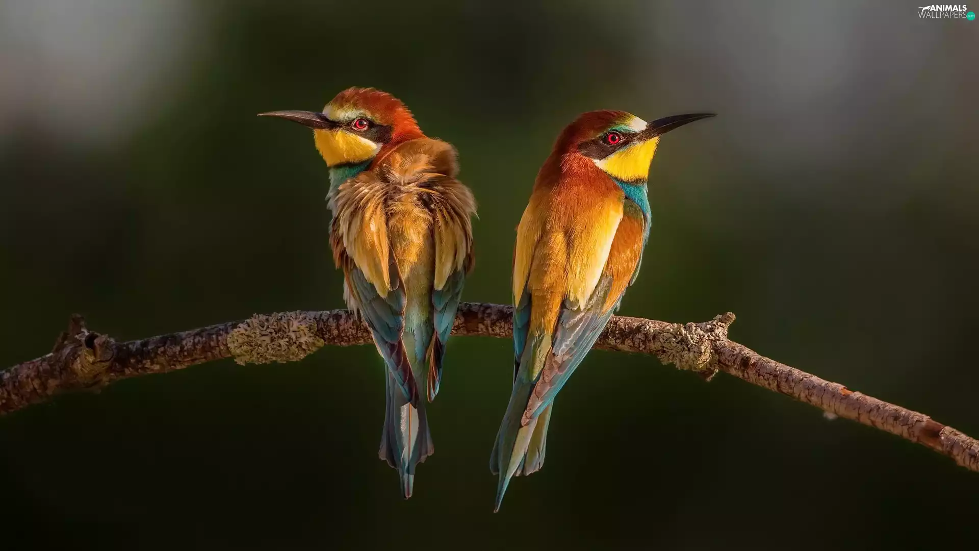 bee-eater, branch, color, birds, Two cars