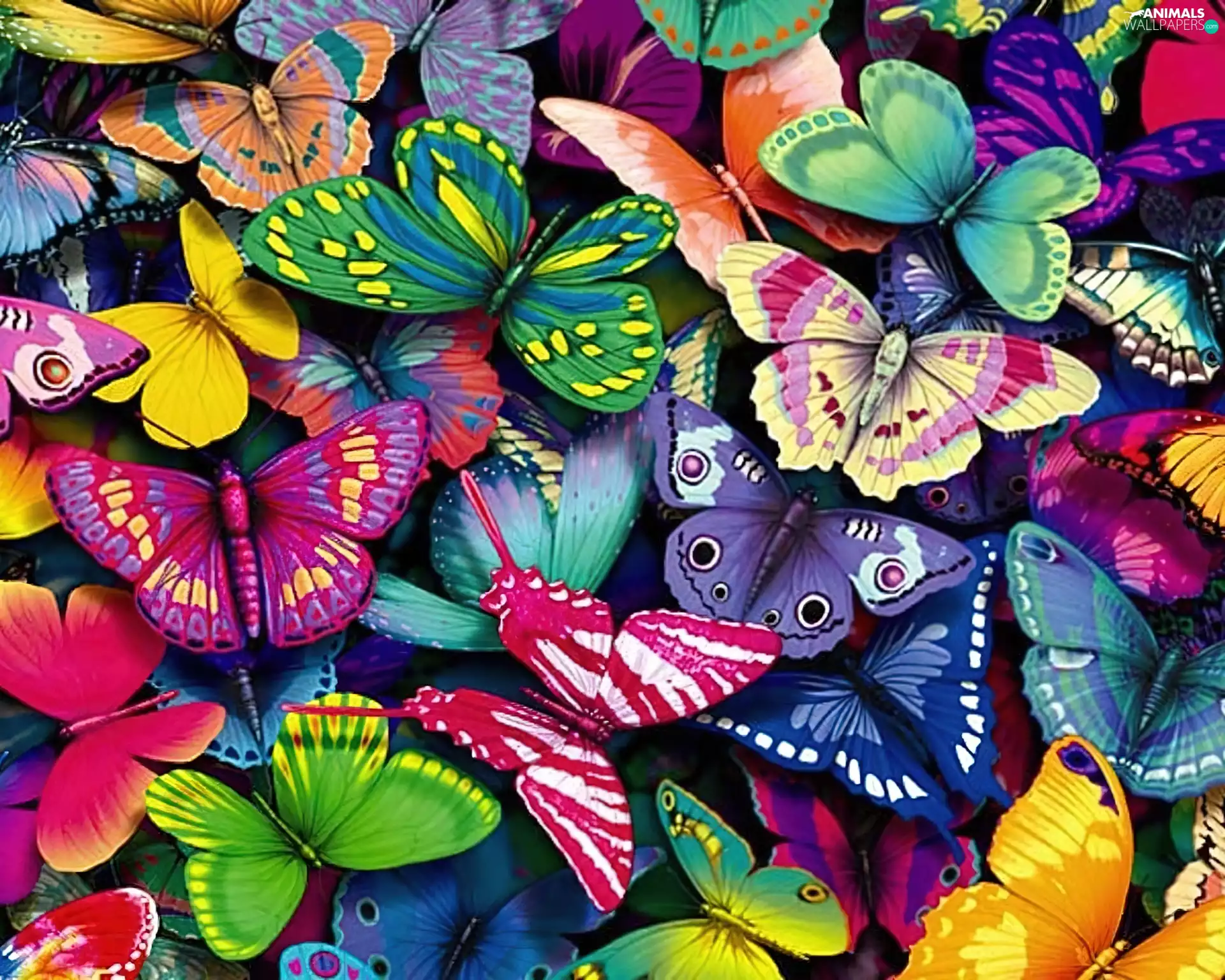 color, butterflies