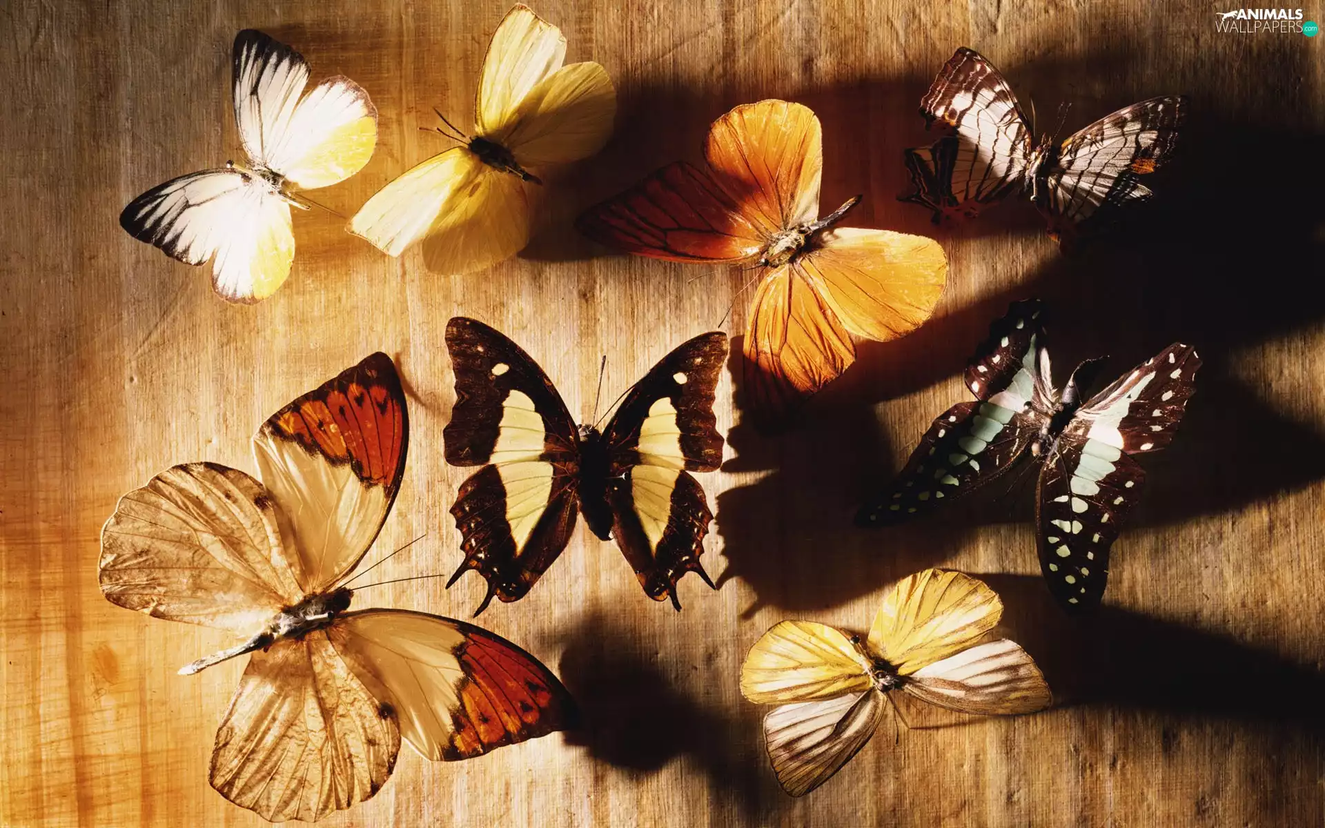 color, graphics, butterflies