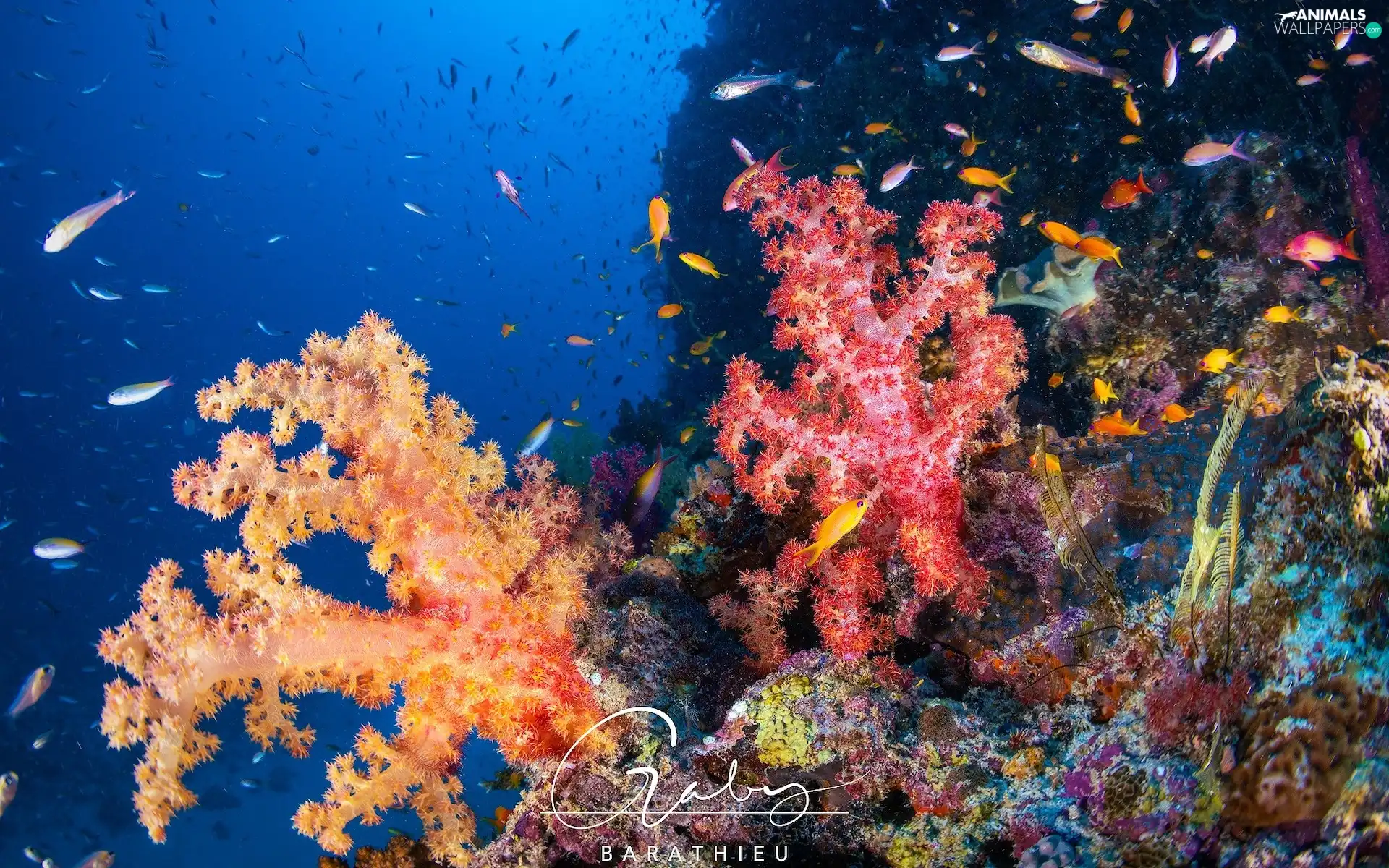 cay, Corals, fish, color