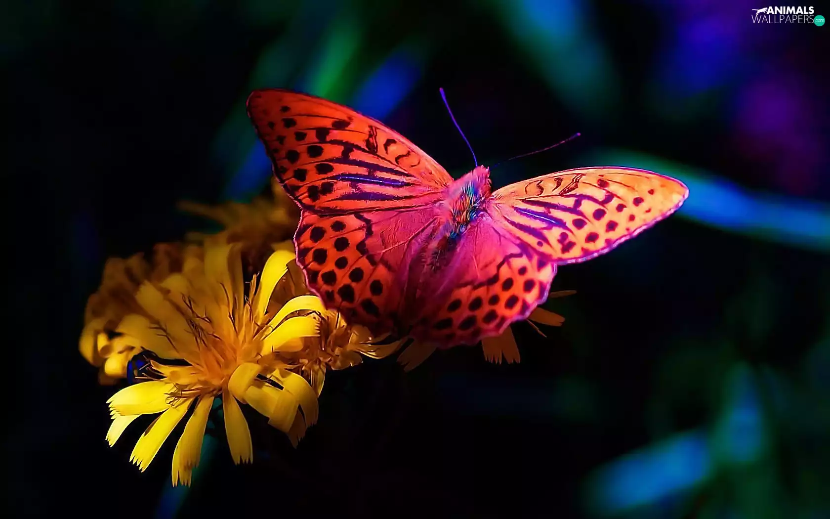 Colourfull Flowers, butterfly, color