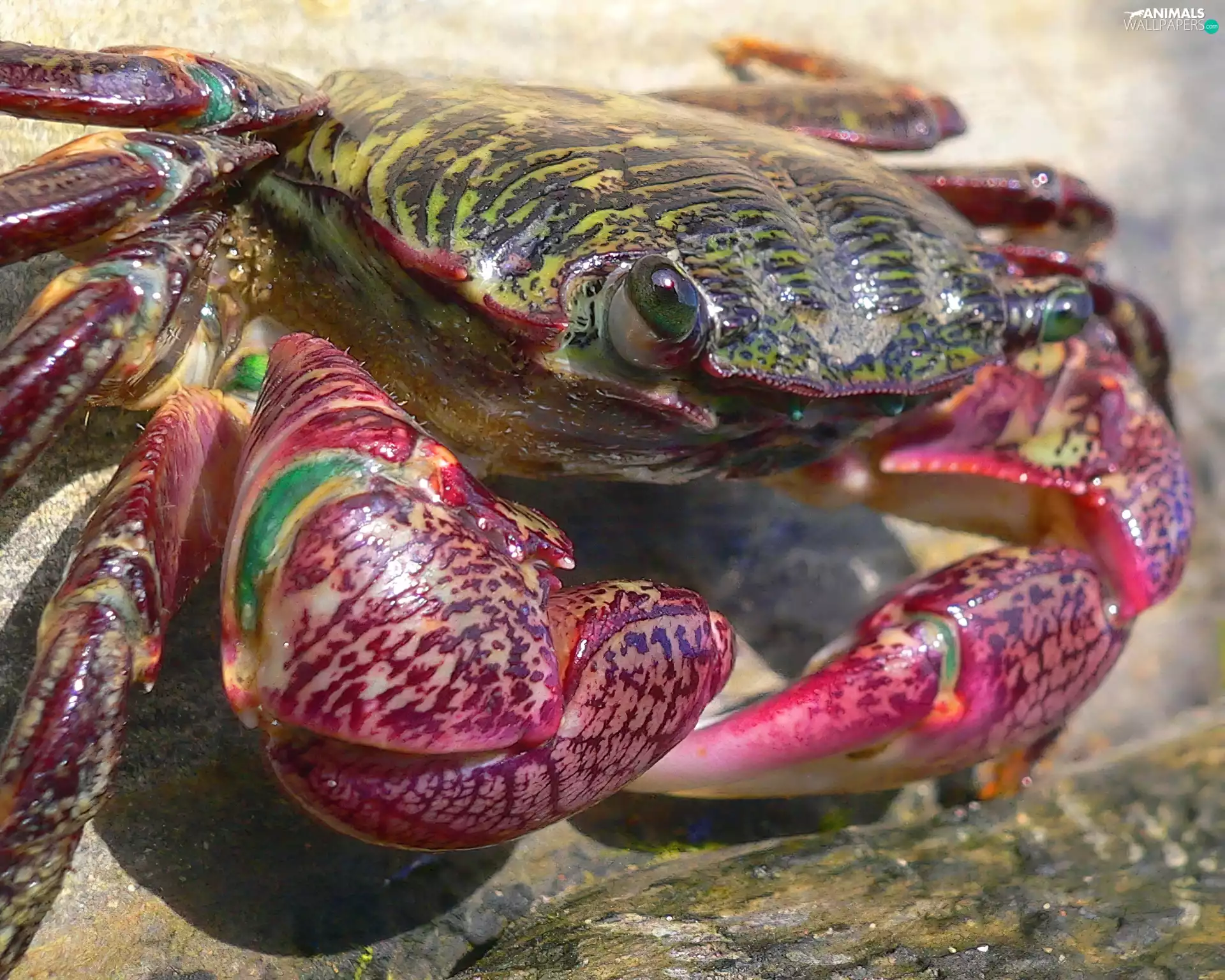 color, crab