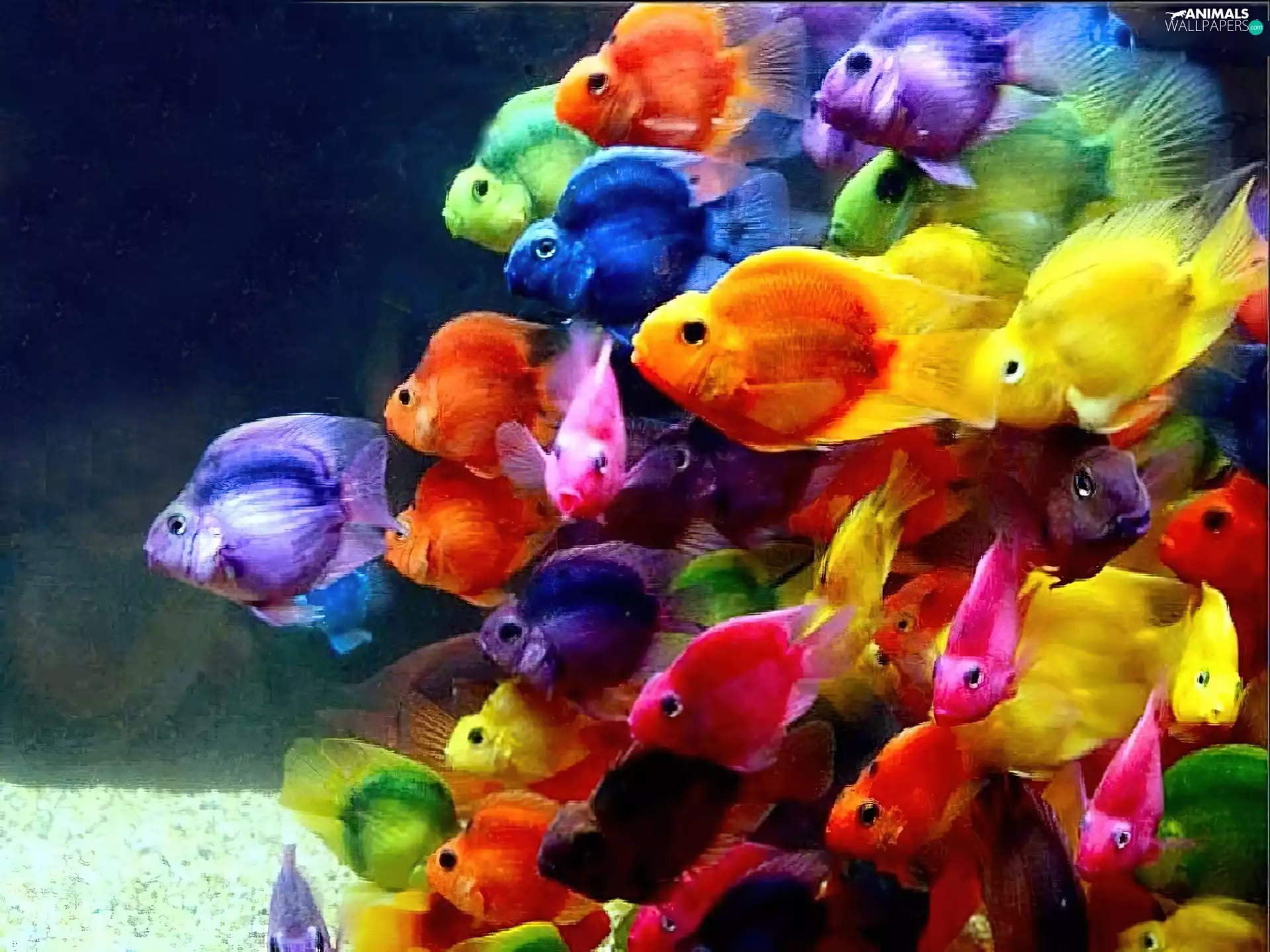 color, fishes