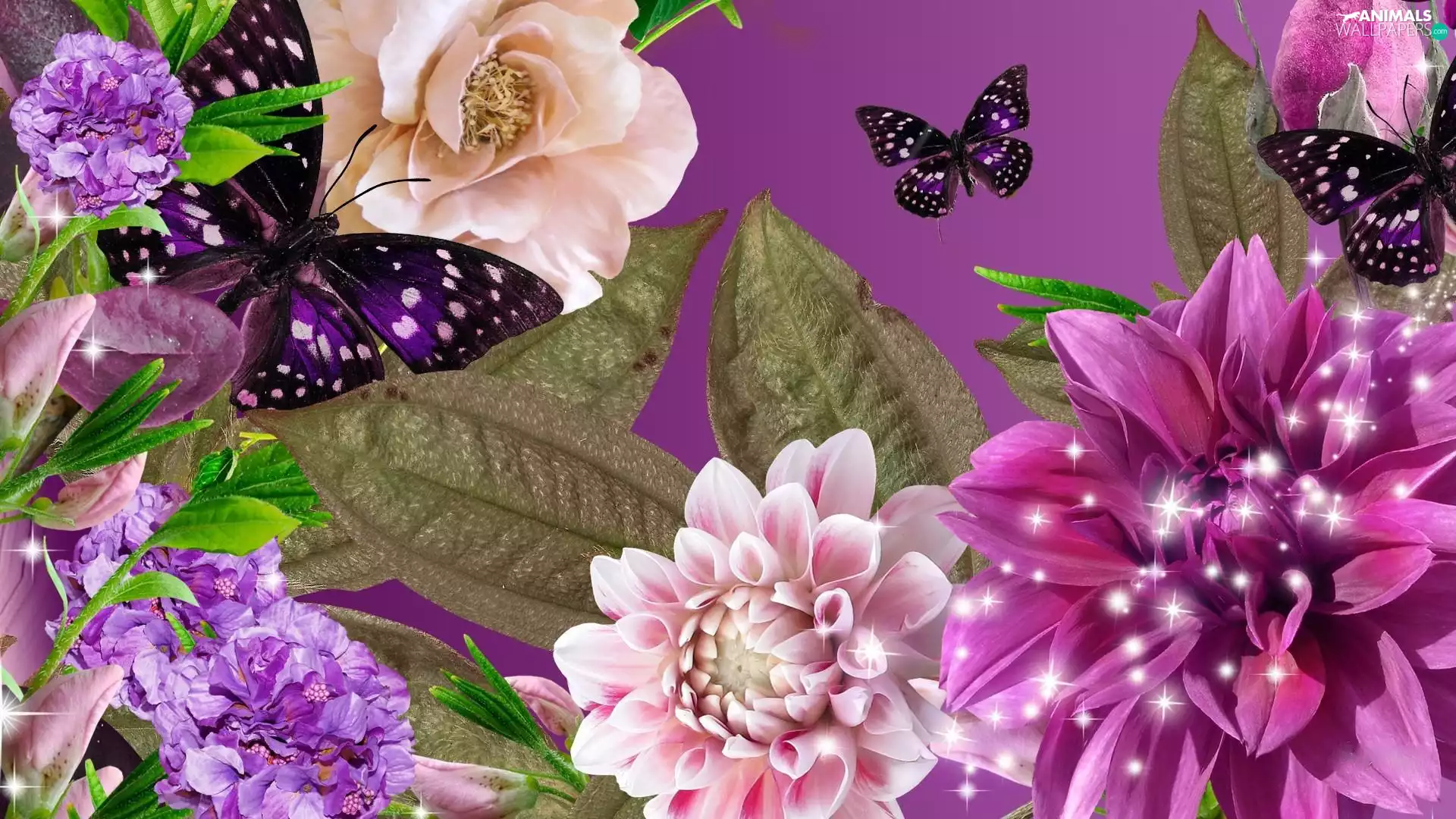 Flowers, Leaf, butterflies, color