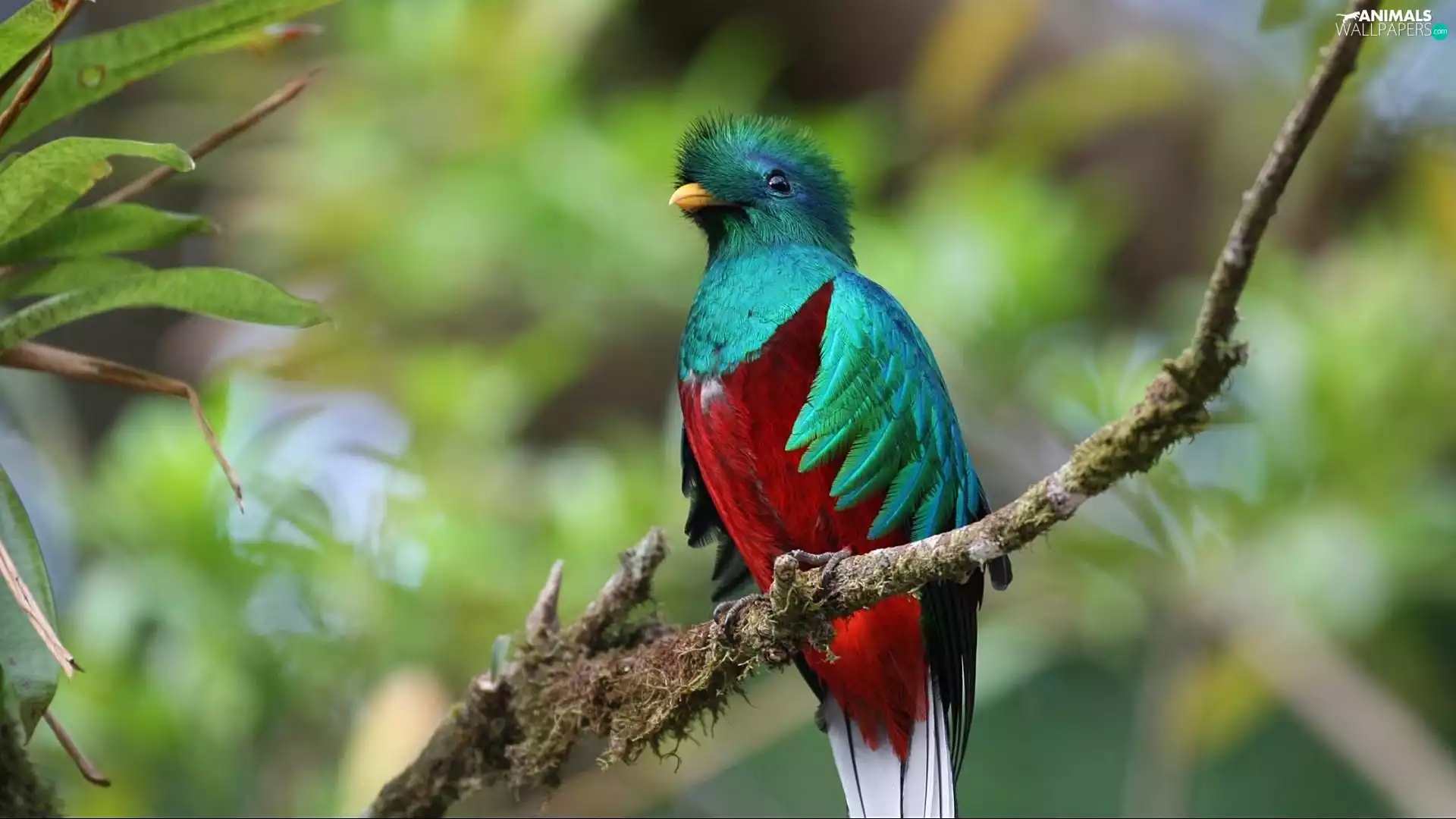 color, Quetzal Heraldic