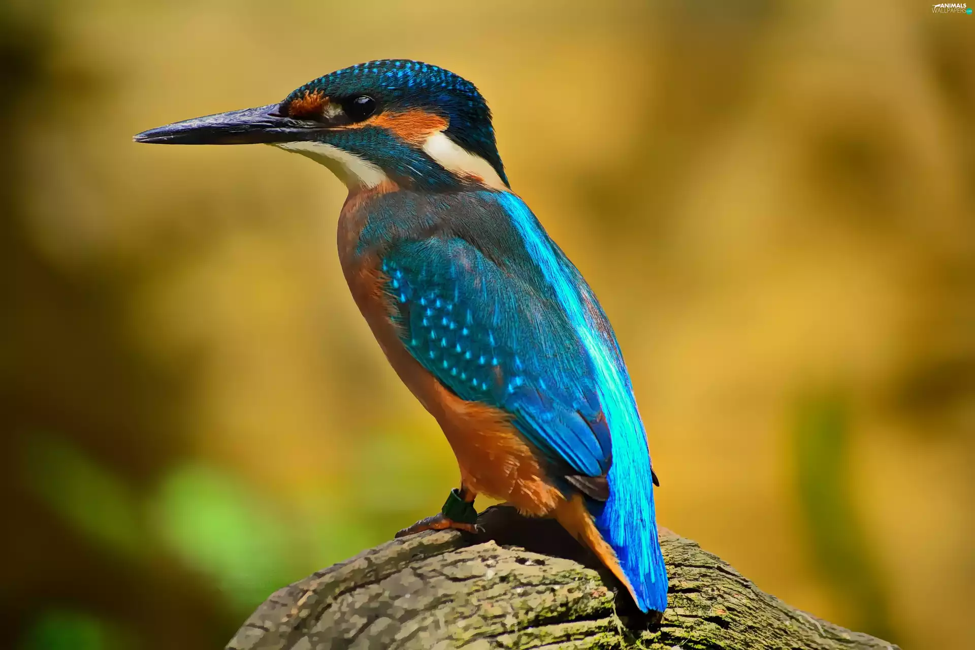 color, kingfisher