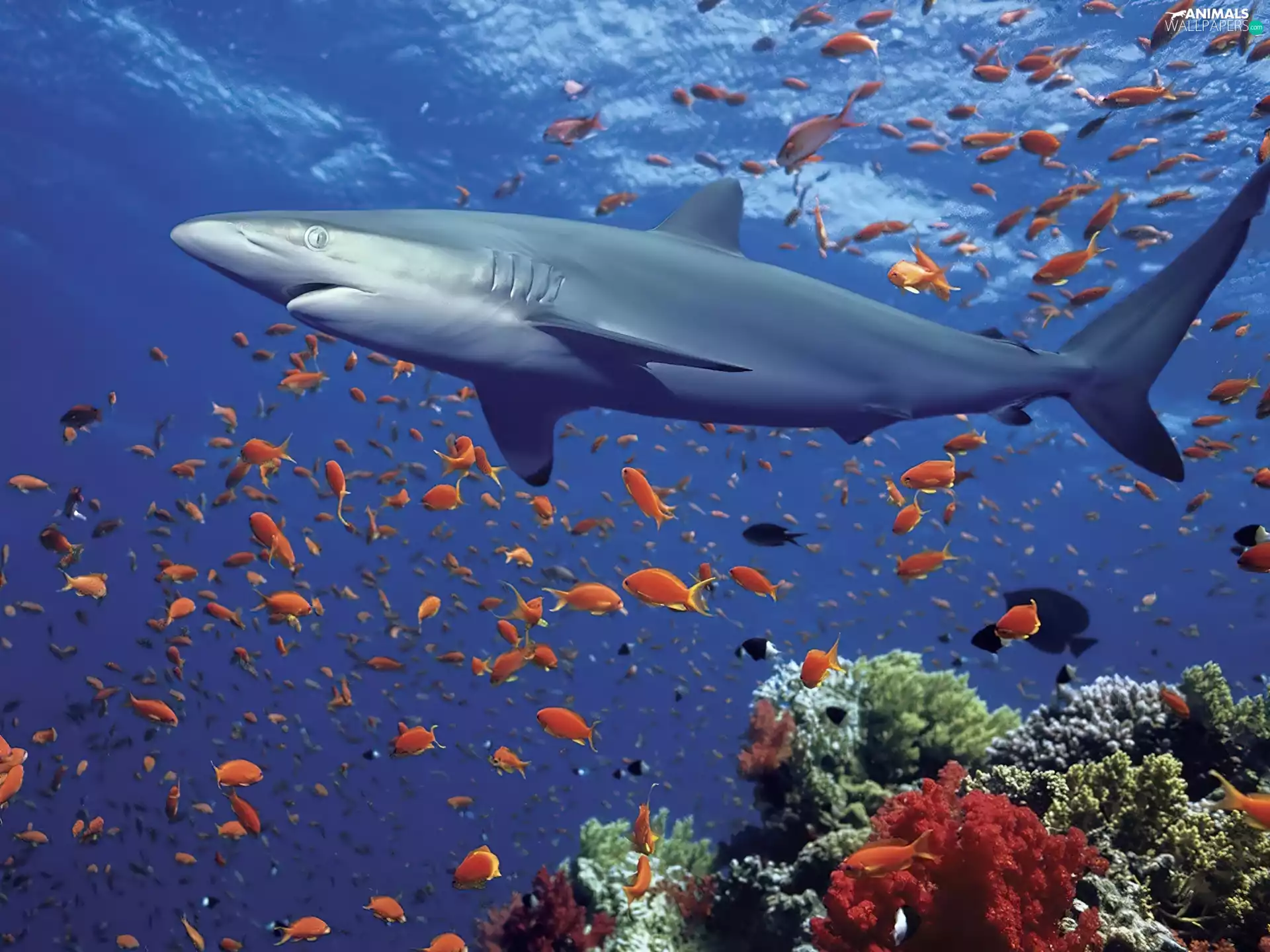 shark, fishes, Corals, color