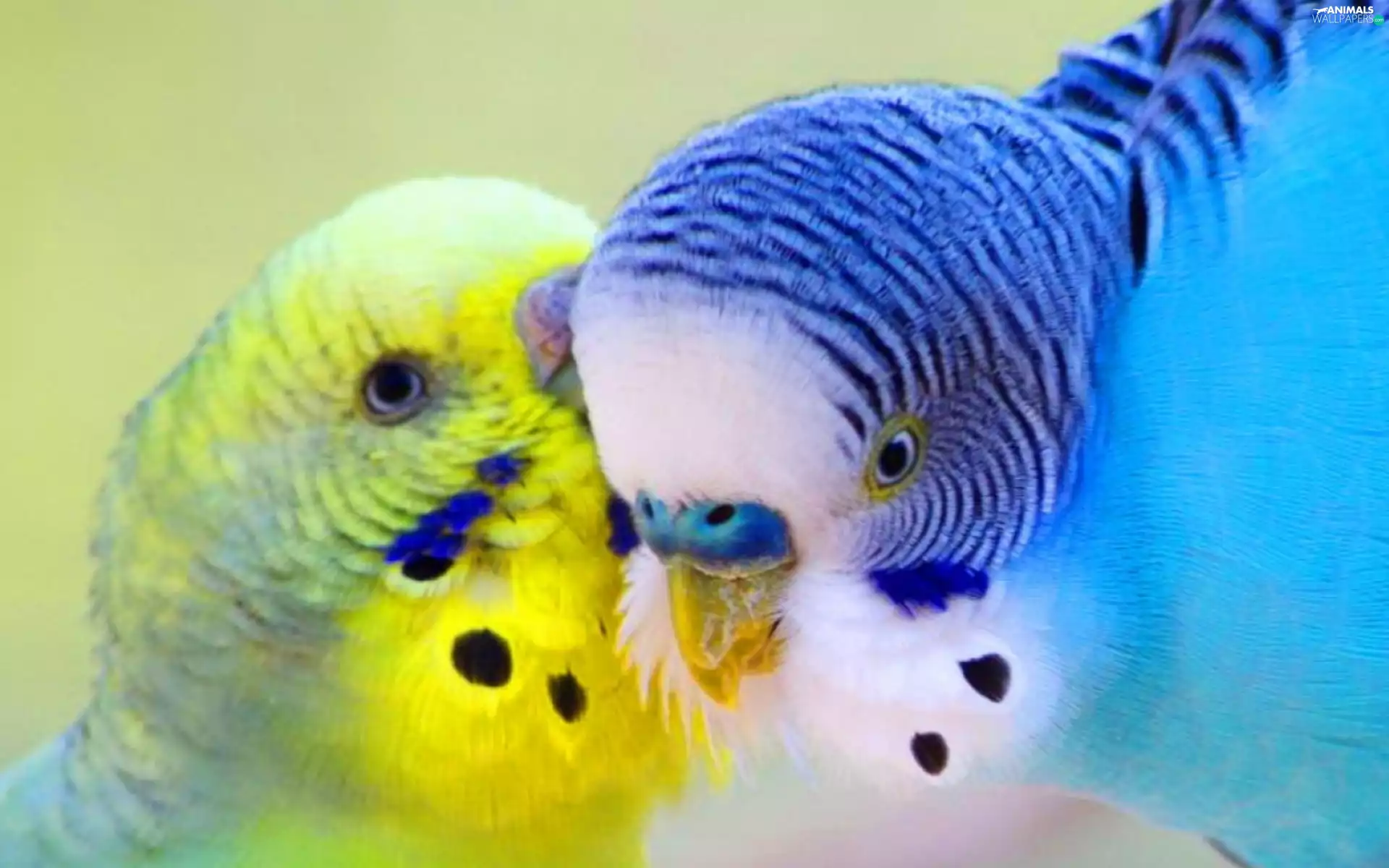 Two, Parrots, Wavy, color