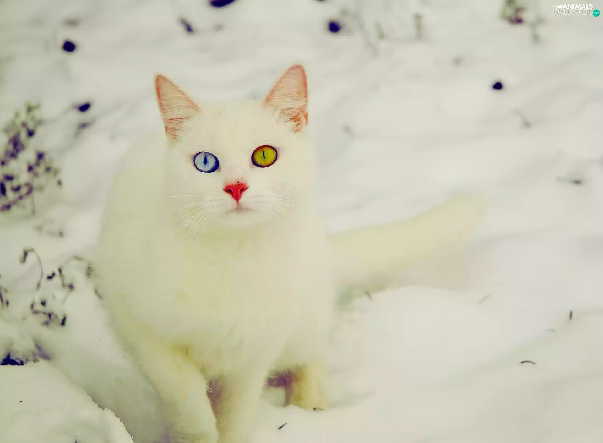 Eyes, cat, Different colored