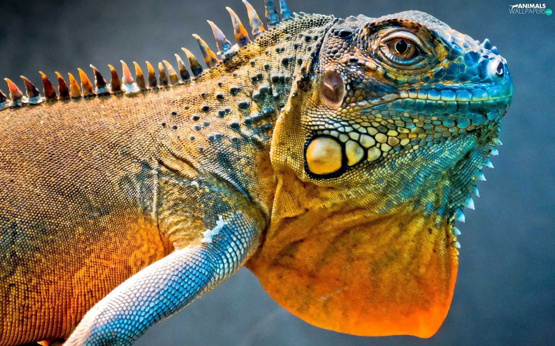 colors, Iguana, reptile
