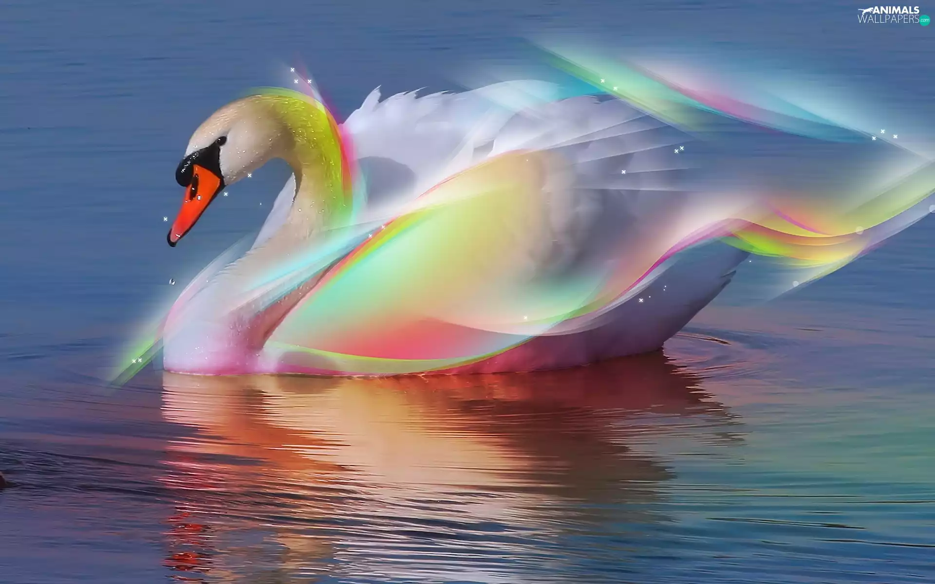 colors, Swans, water