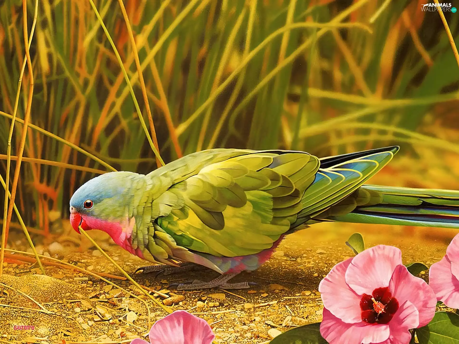 Beauty, parrot, Flowers, Coloured