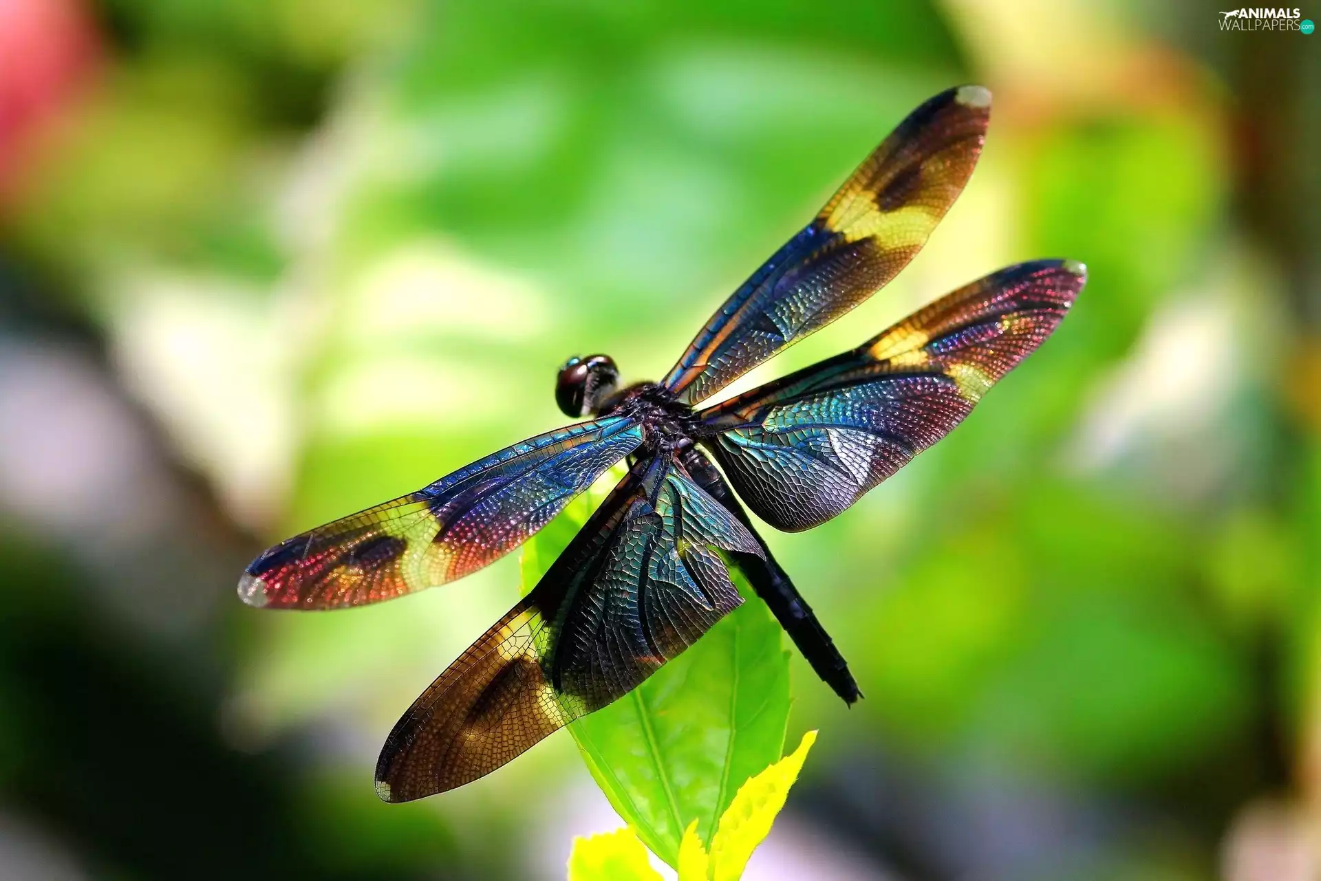Coloured, dragon-fly