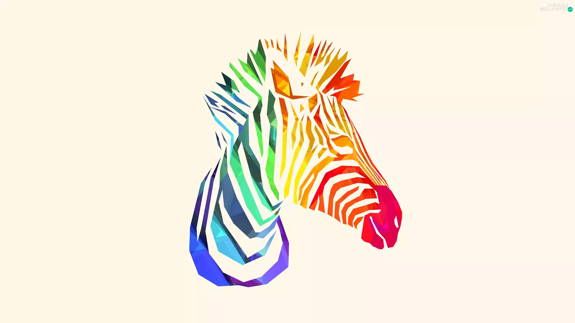 Coloured, Zebra