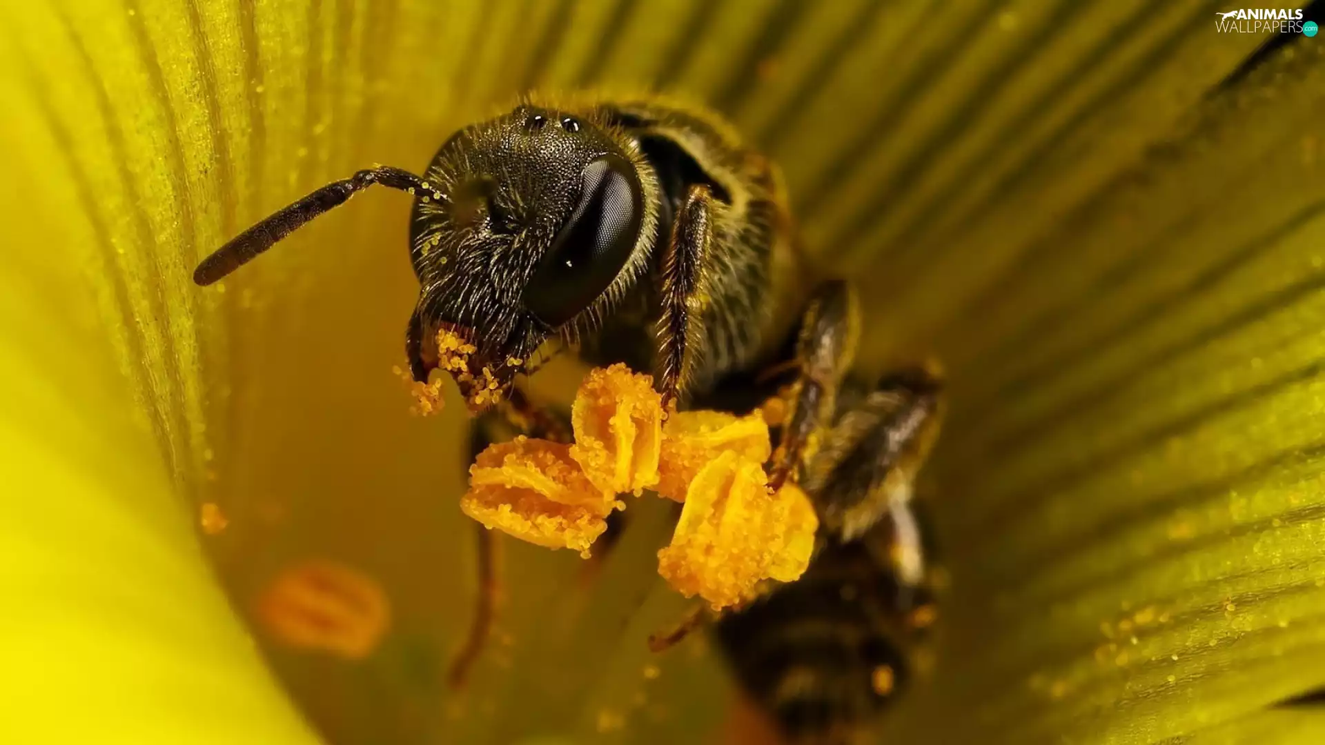 Colourfull Flowers, bee