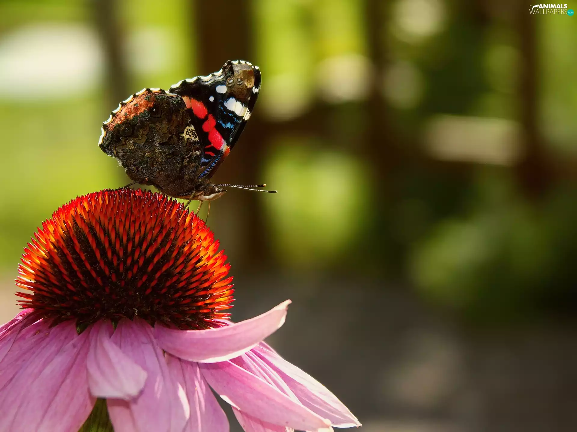 Colourfull Flowers, butterfly