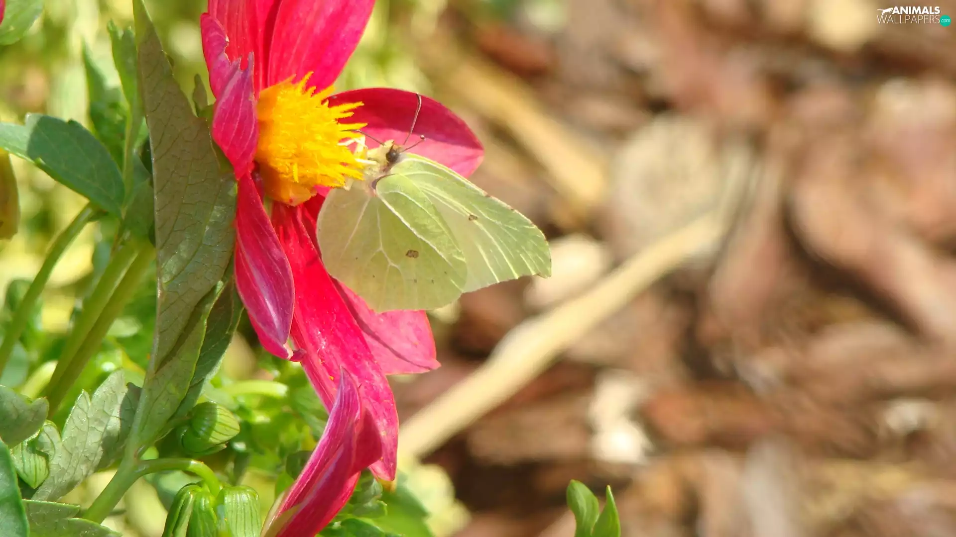 Colourfull Flowers, butterfly