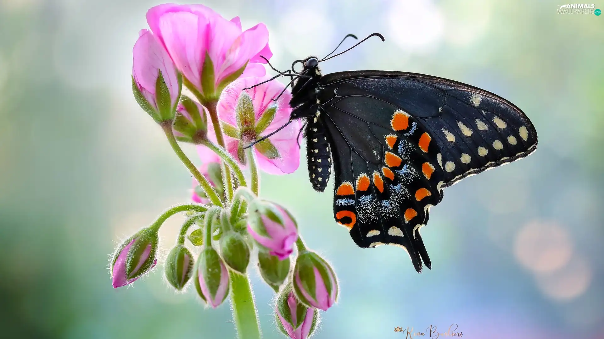 Colourfull Flowers, Black, blur, Oct Queen, butterfly, geranium, Close