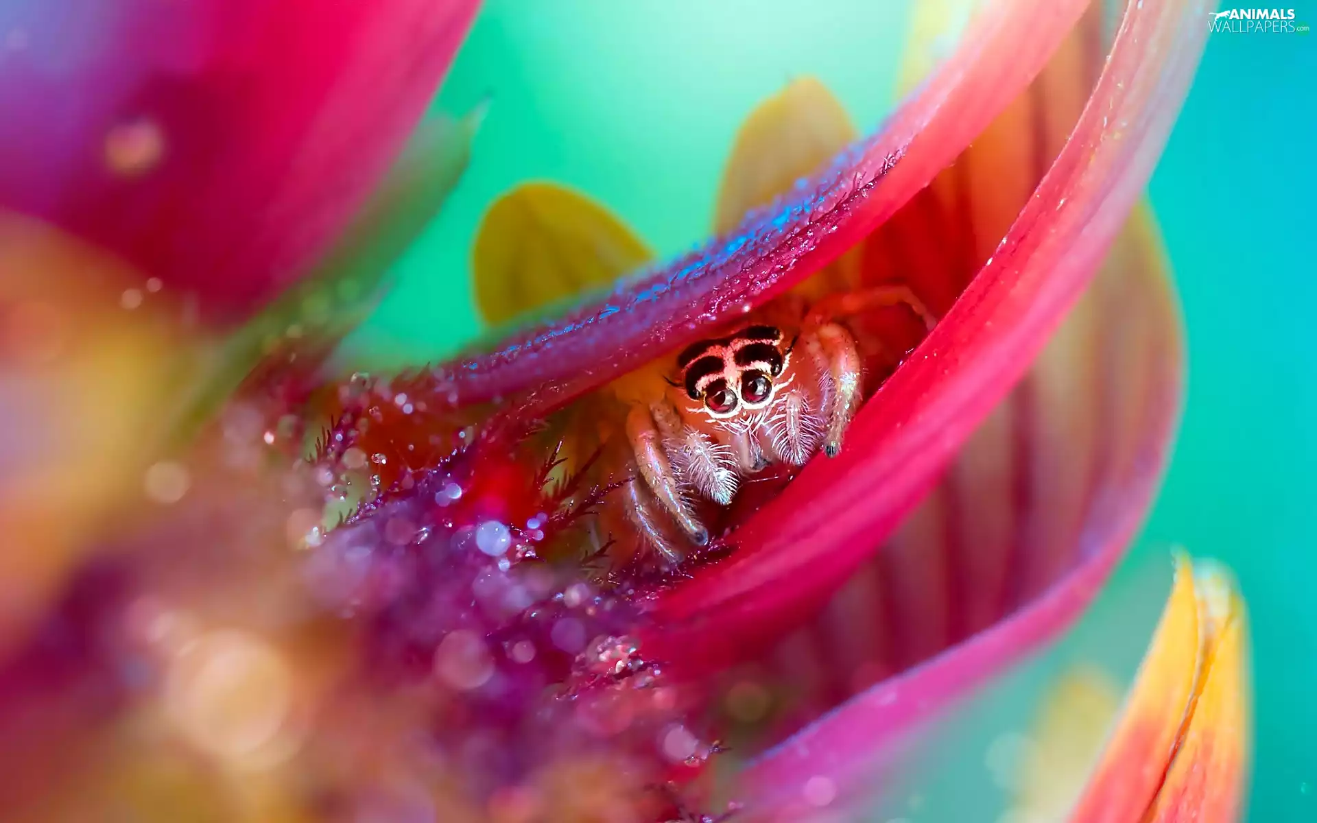 Zebra Jumper, Close, Colourfull Flowers, Spider, Pink