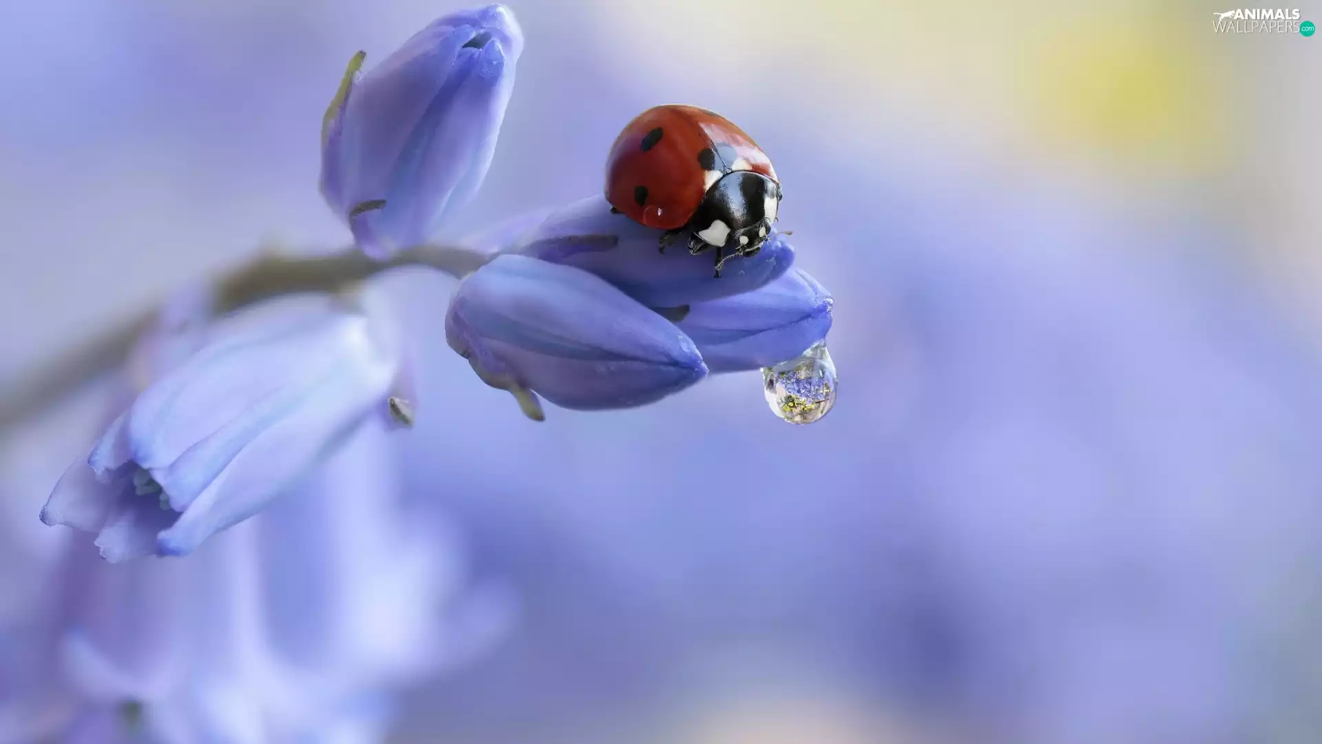 Buds, drop, ladybird, Colourfull Flowers, Close