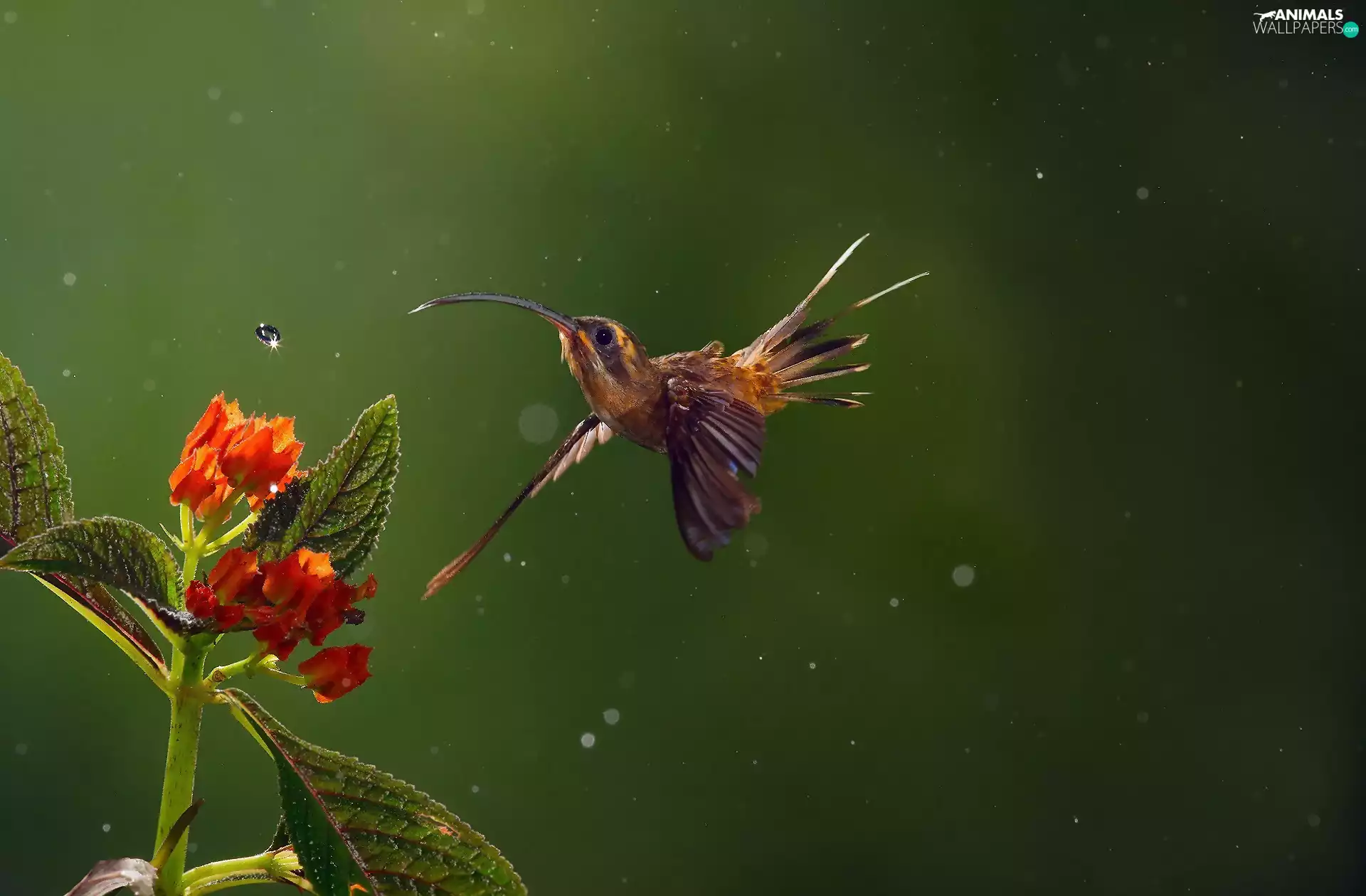 humming-bird, water, Colourfull Flowers, drop