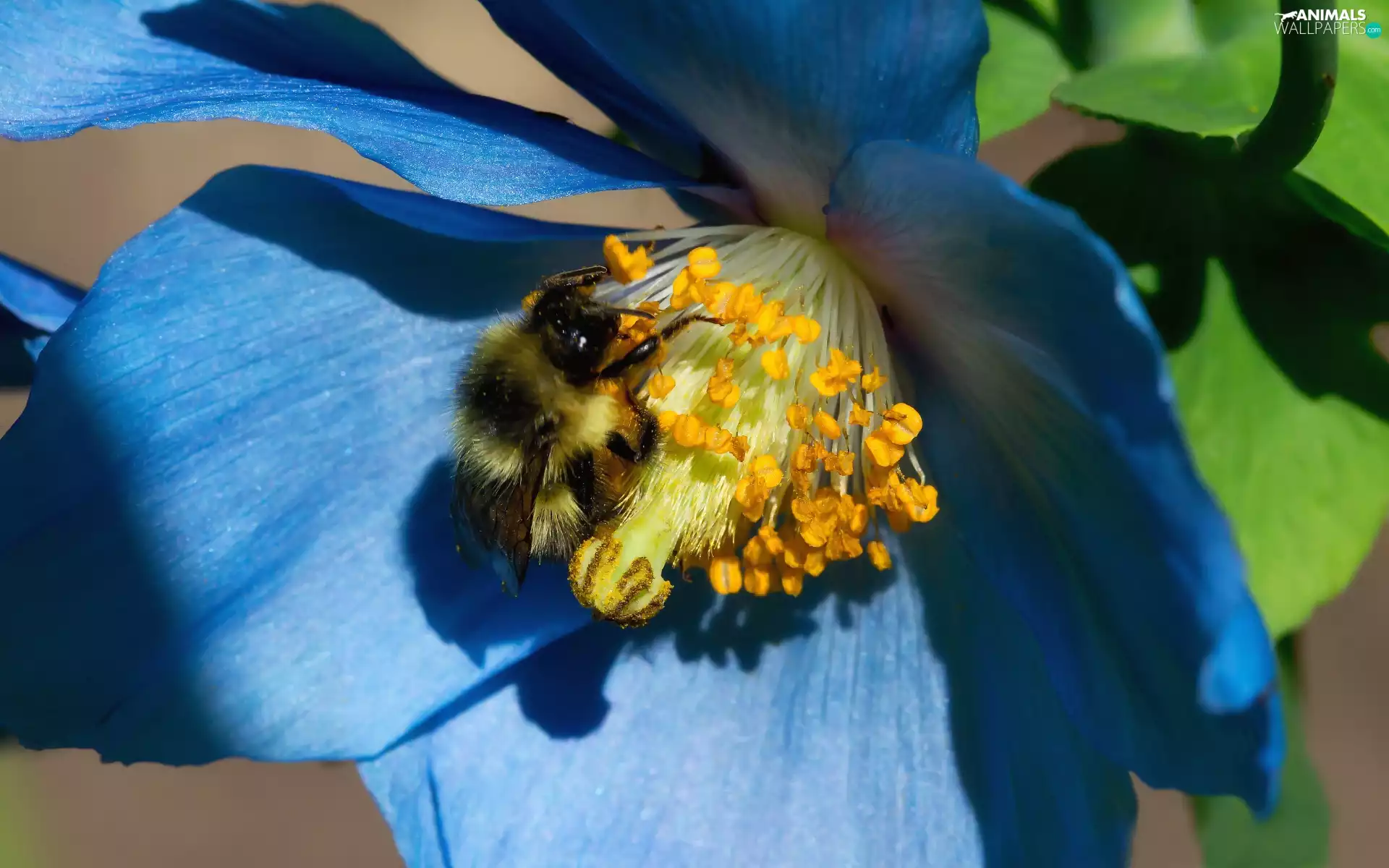 Close, Colourfull Flowers, bee, blue