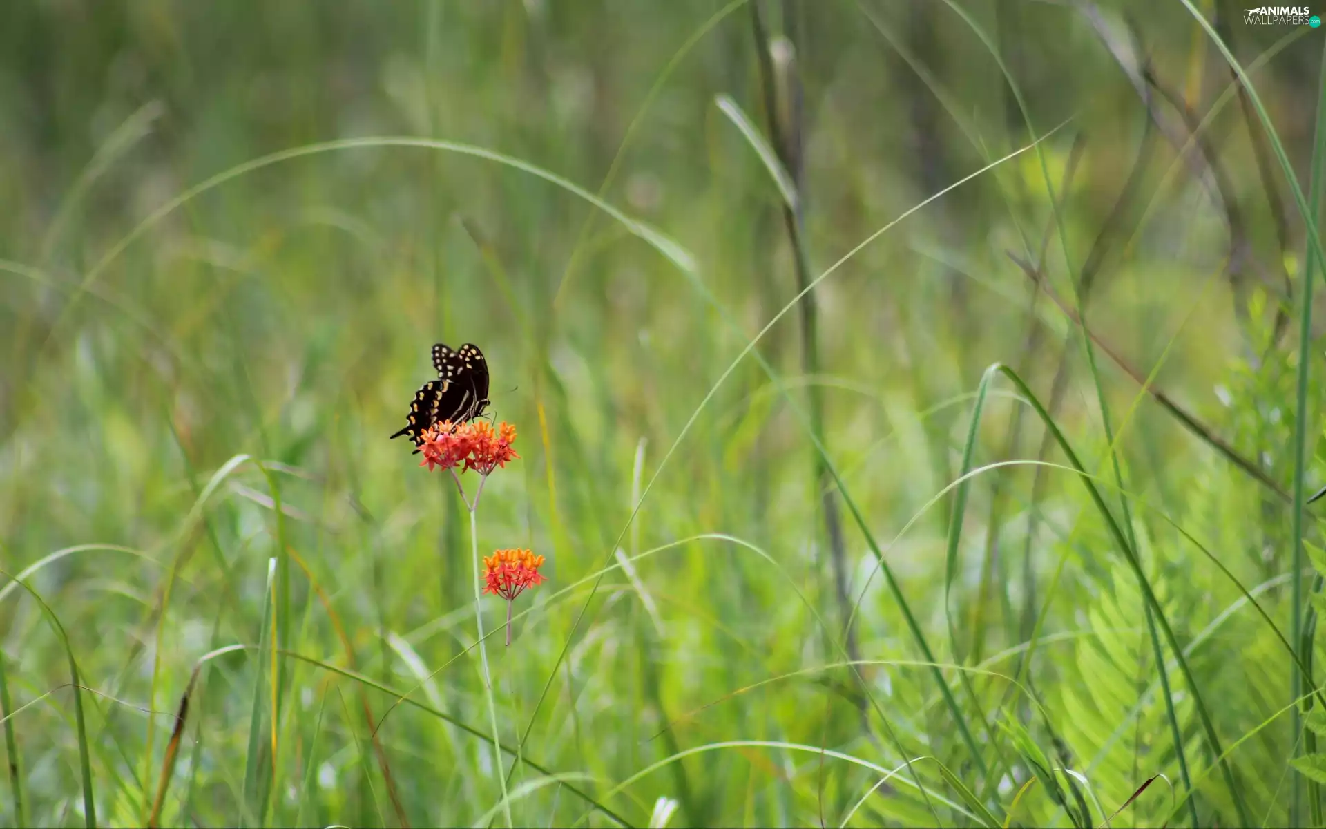Black, Colourfull Flowers, grass, butterfly