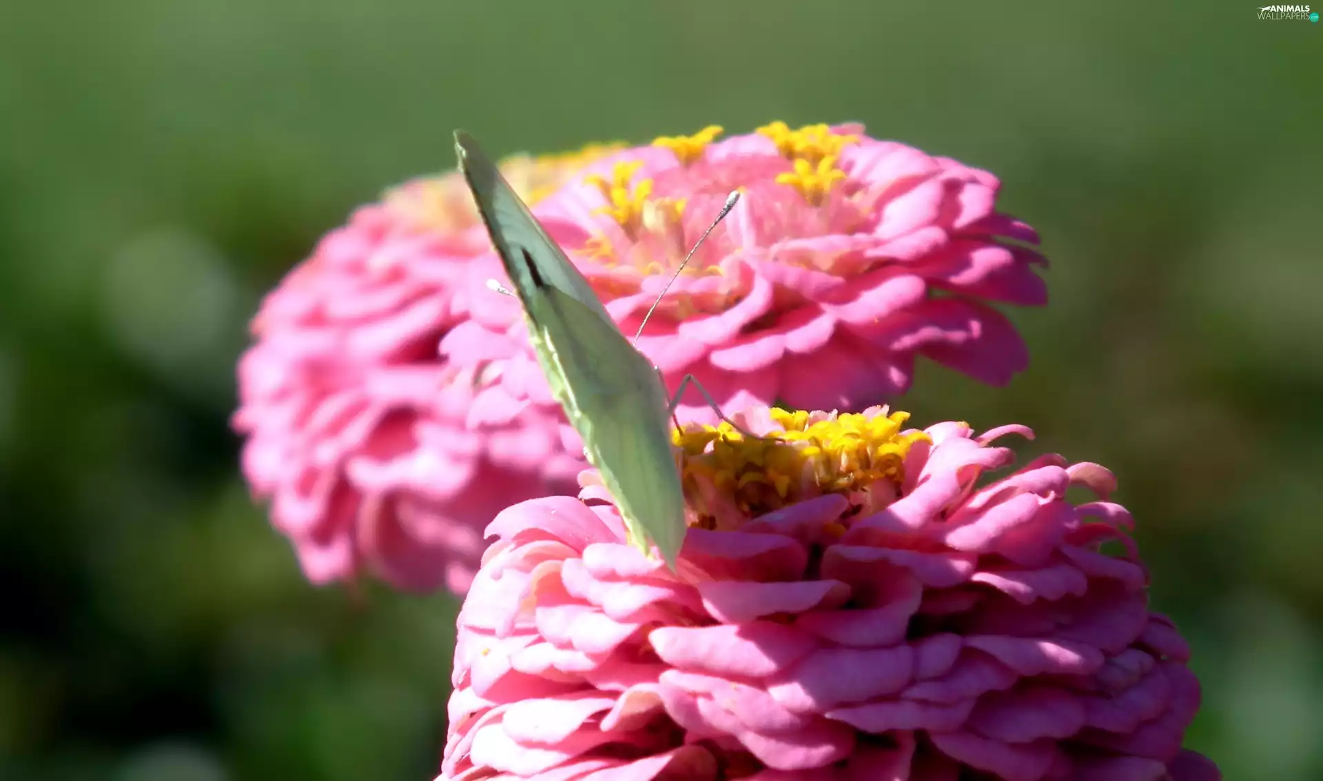 butterfly, Colourfull Flowers, zinnia, Cabbage