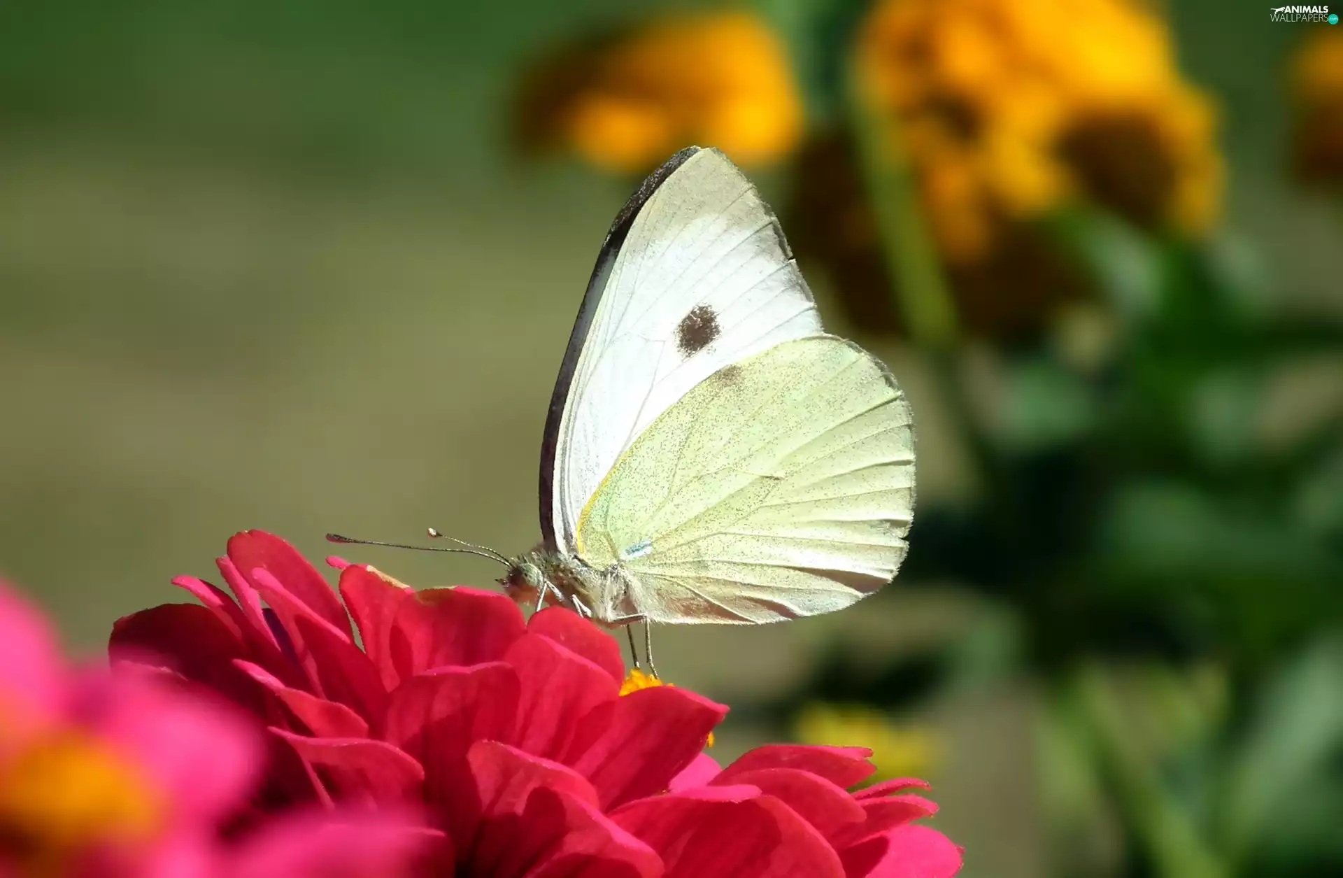 butterfly, Colourfull Flowers, zinnia, Cabbage