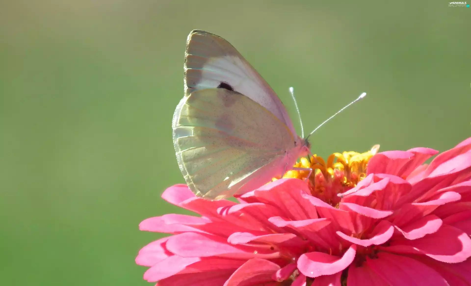 butterfly, Colourfull Flowers, zinnia, Cabbage