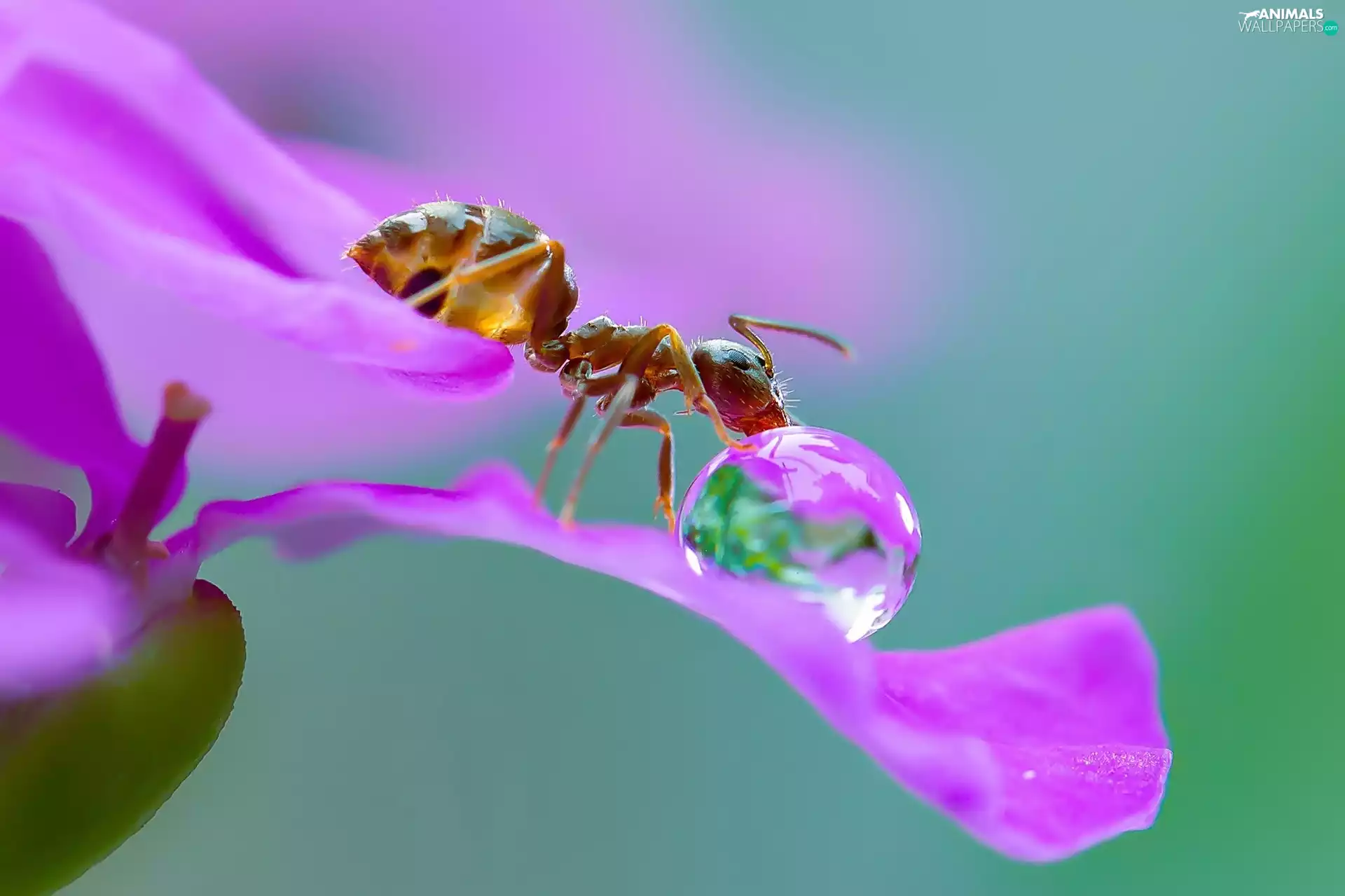 ant, Colourfull Flowers, Close, drop