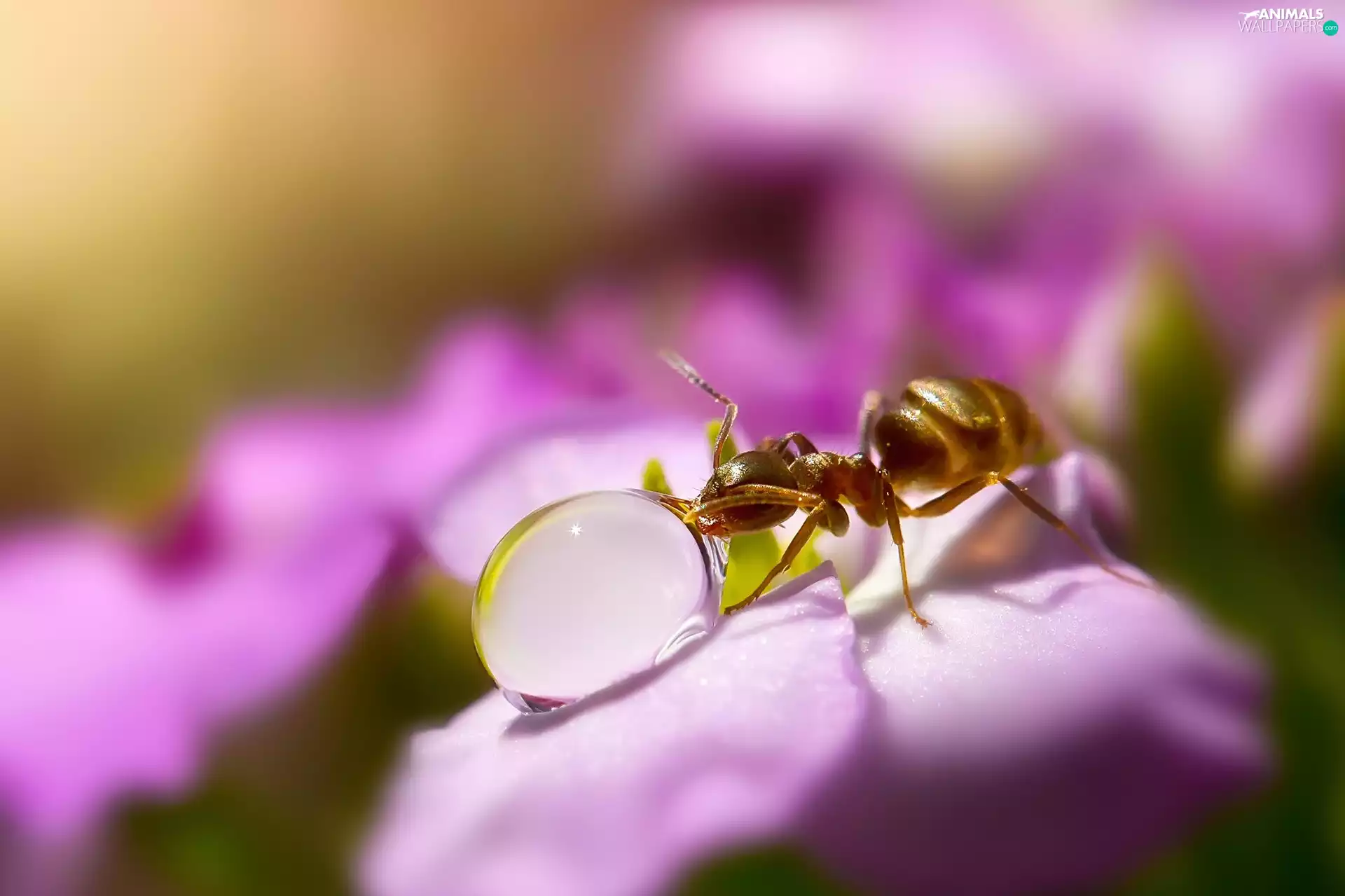 ant, Colourfull Flowers, Close, drop