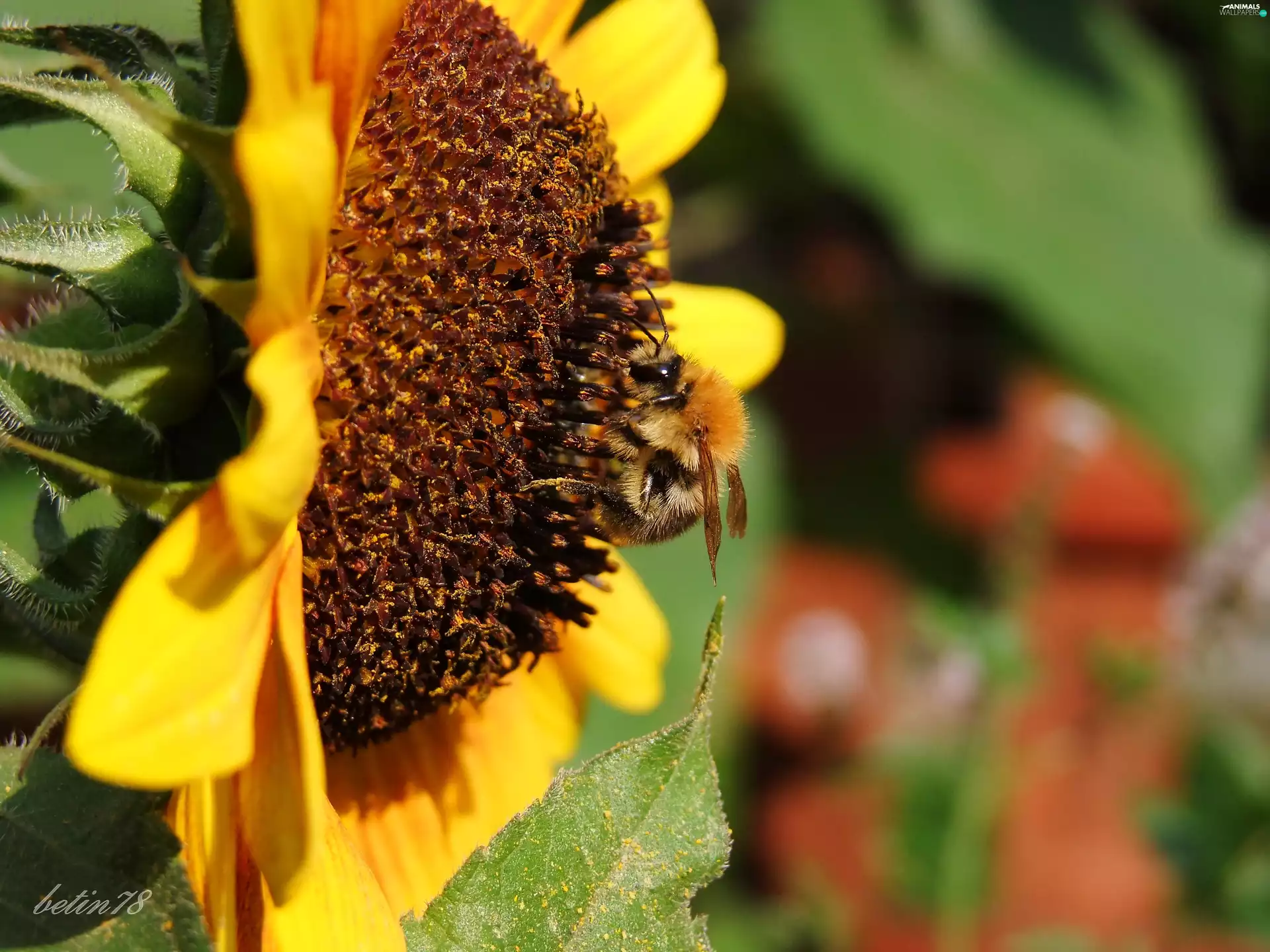 Insect, Colourfull Flowers, summer, dumbledor
