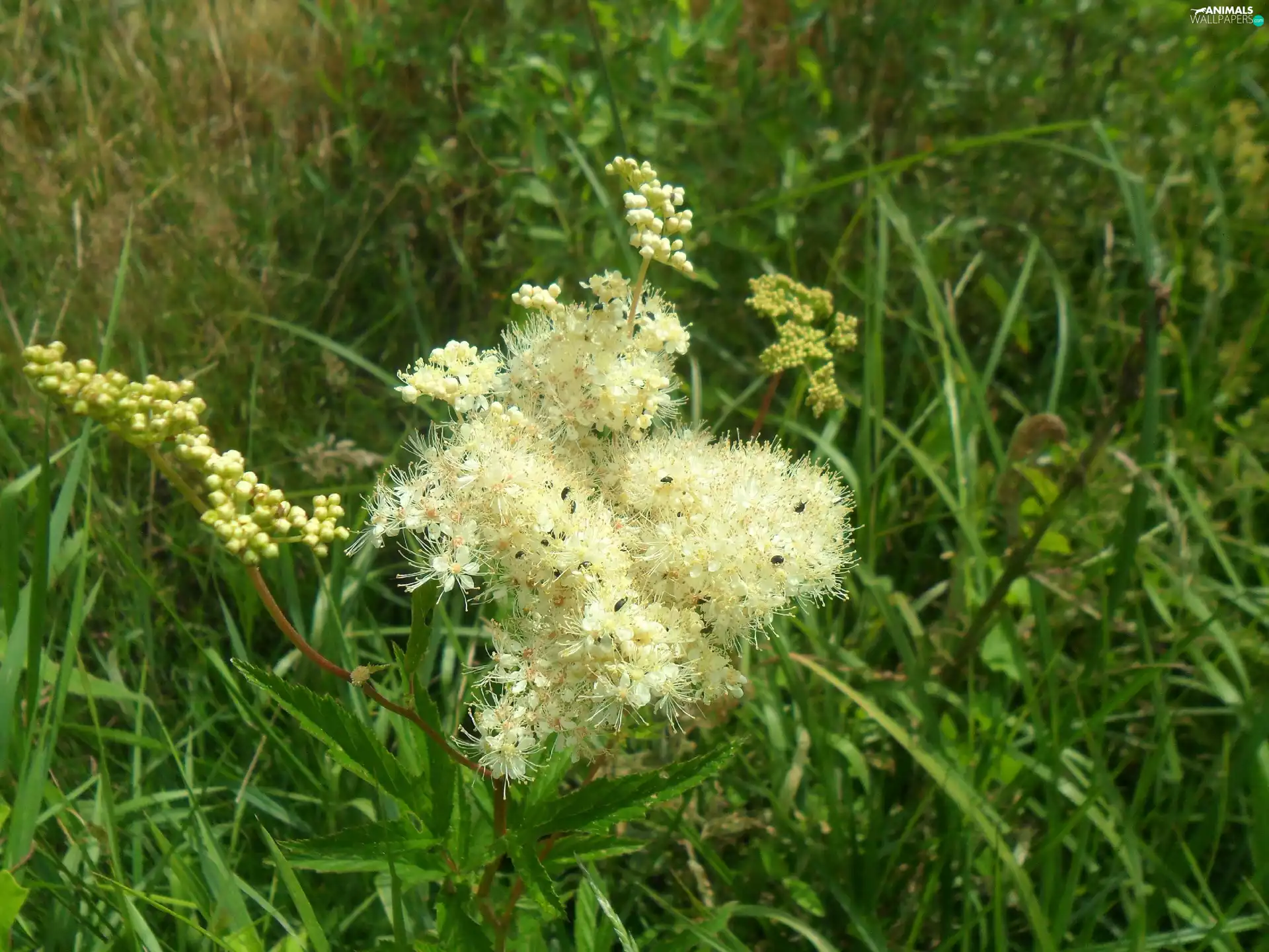 Meadow, Colourfull Flowers, insects, fragrant