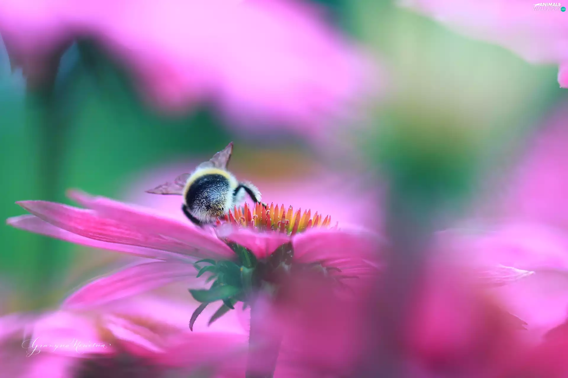 dumbledor, Colourfull Flowers, echinacea, Insect