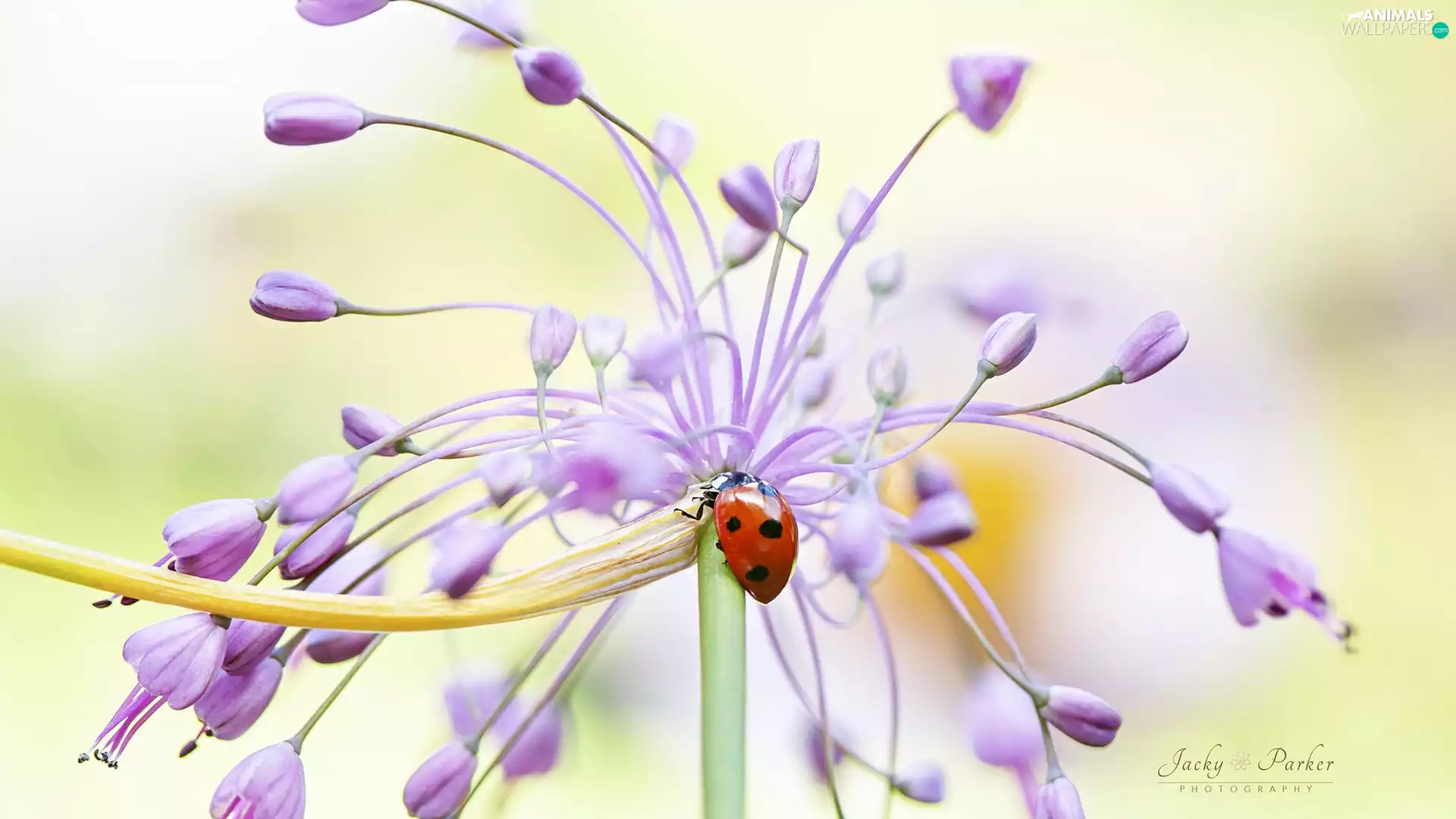 ladybird, Colourfull Flowers, Close, Pink