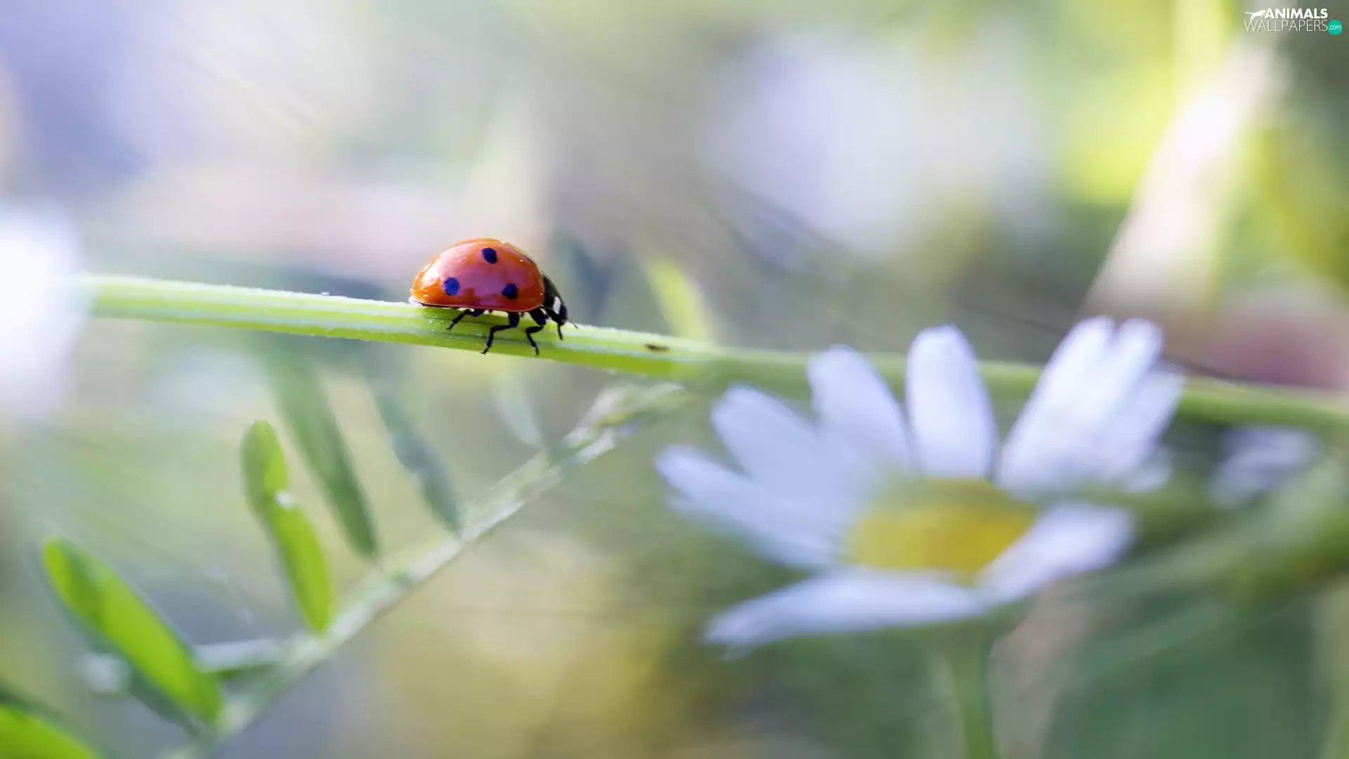 ladybird, Colourfull Flowers, Close, stalk