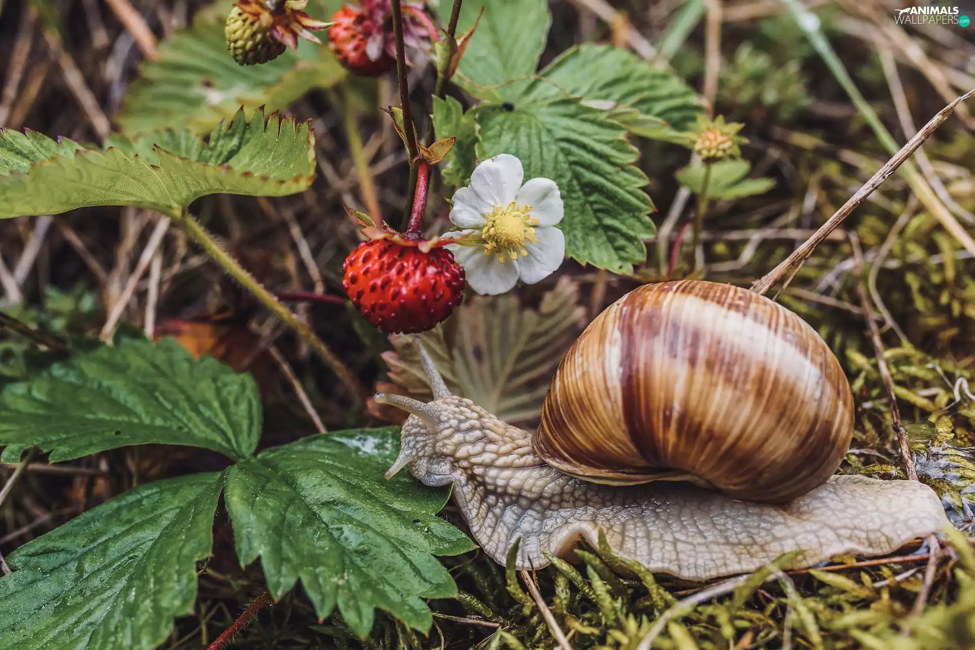 snail, Colourfull Flowers, Leaf, Strawberries