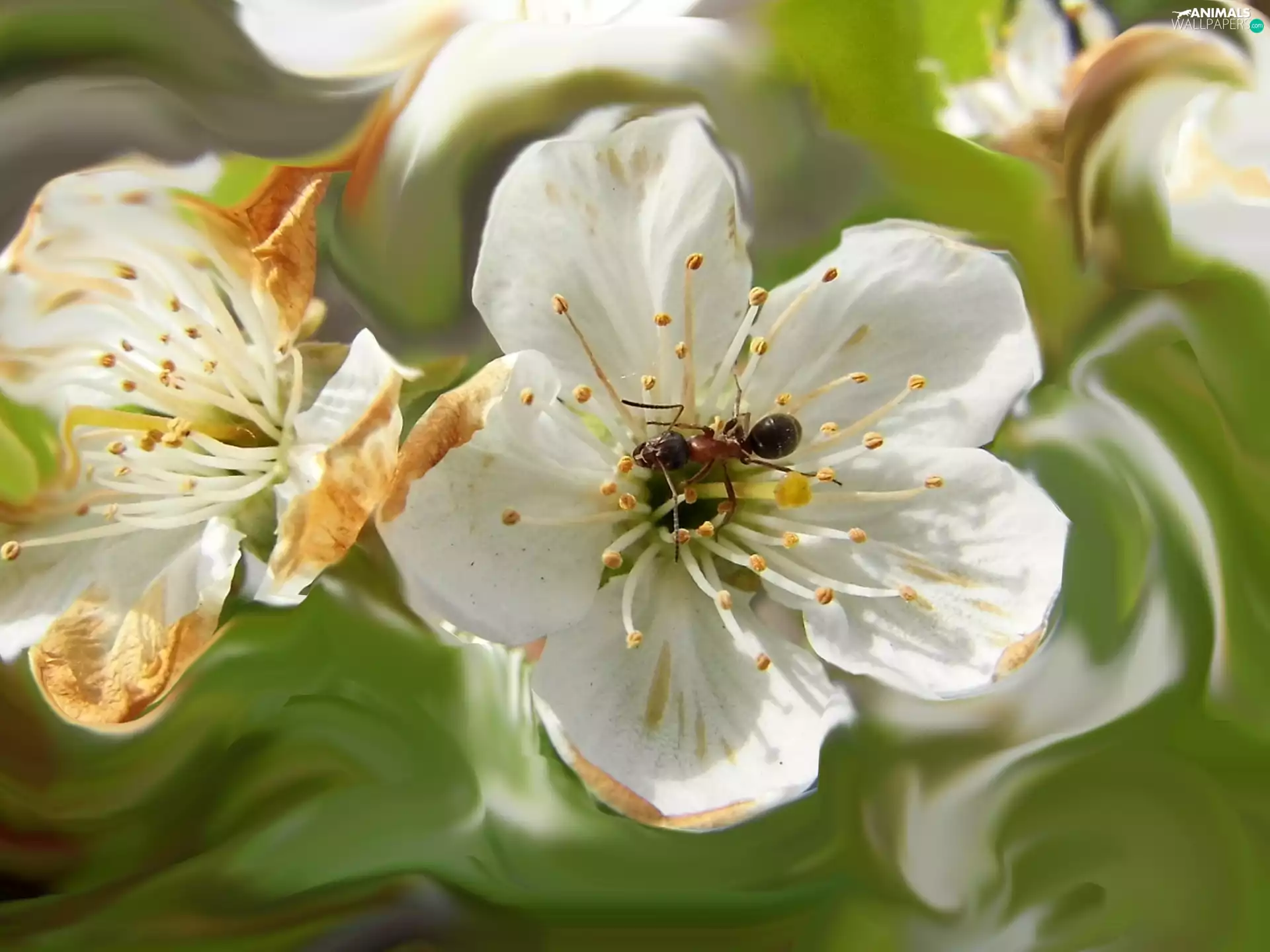 ant, Colourfull Flowers, apple-tree
