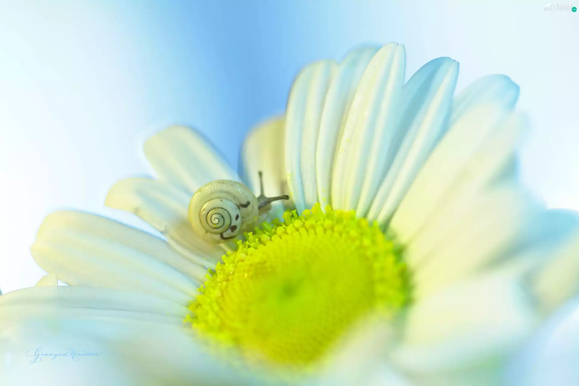 Daisy, Colourfull Flowers, snail, White
