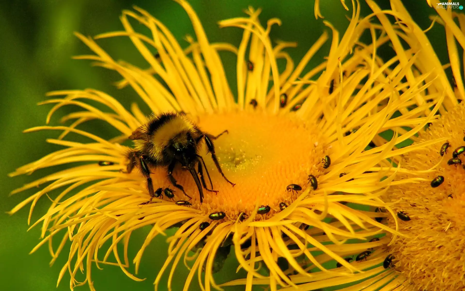 bee, Colourfull Flowers, Close, Yellow
