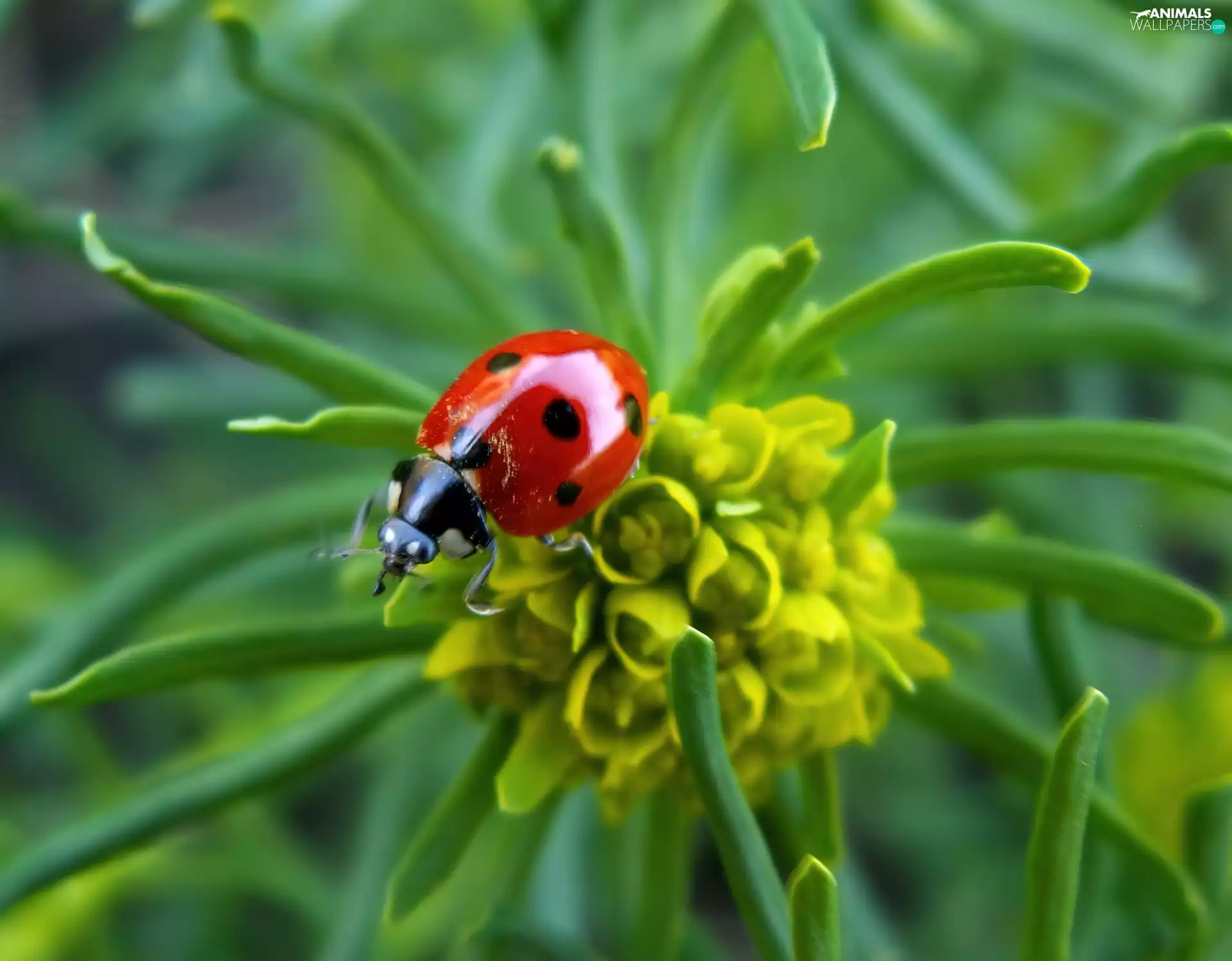 Colourfull Flowers, ladybird