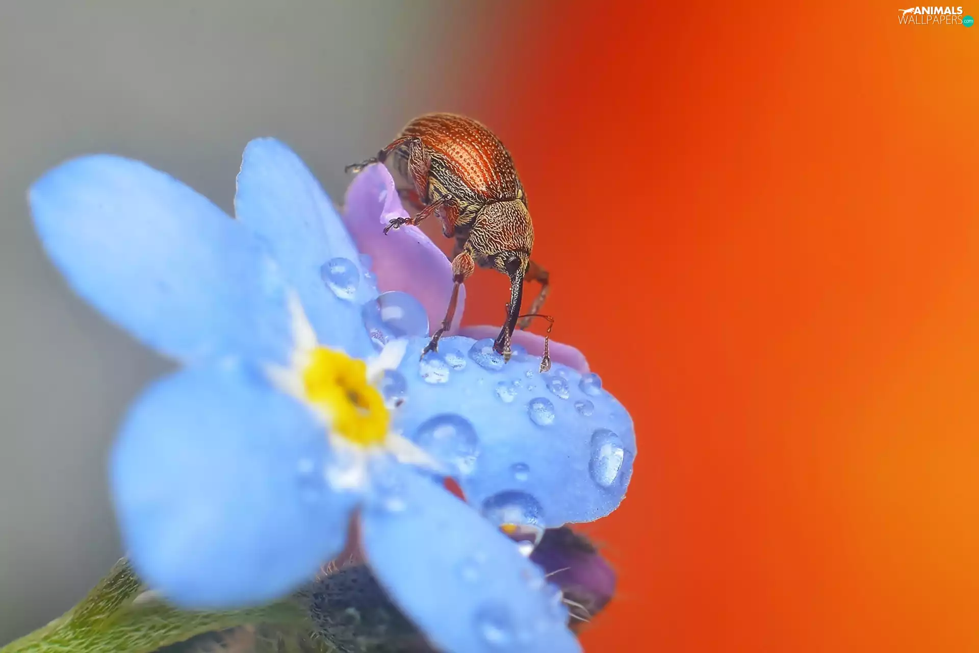 Colourfull Flowers, Insect, dew, Close, forget-me-not, Weevil