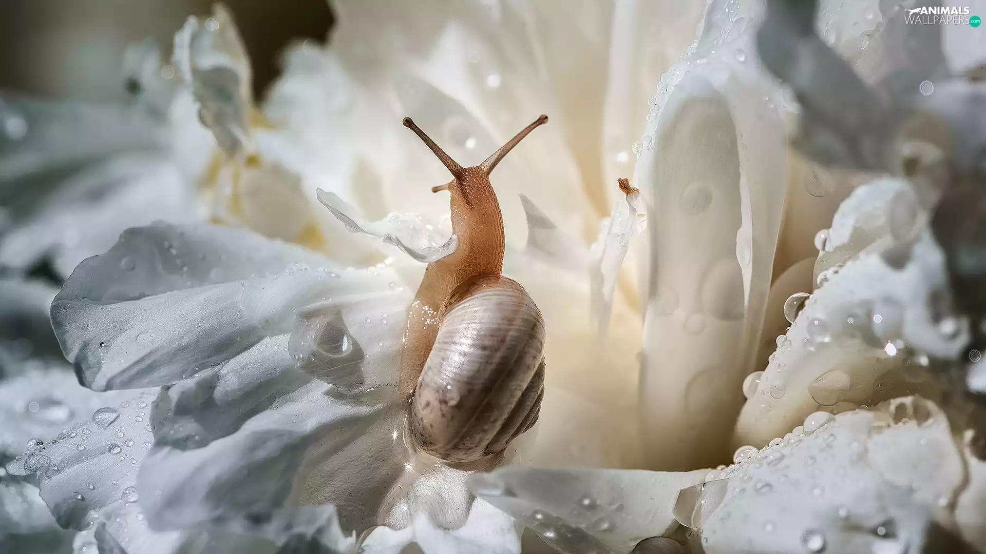 drops, Close, White, Colourfull Flowers, snail