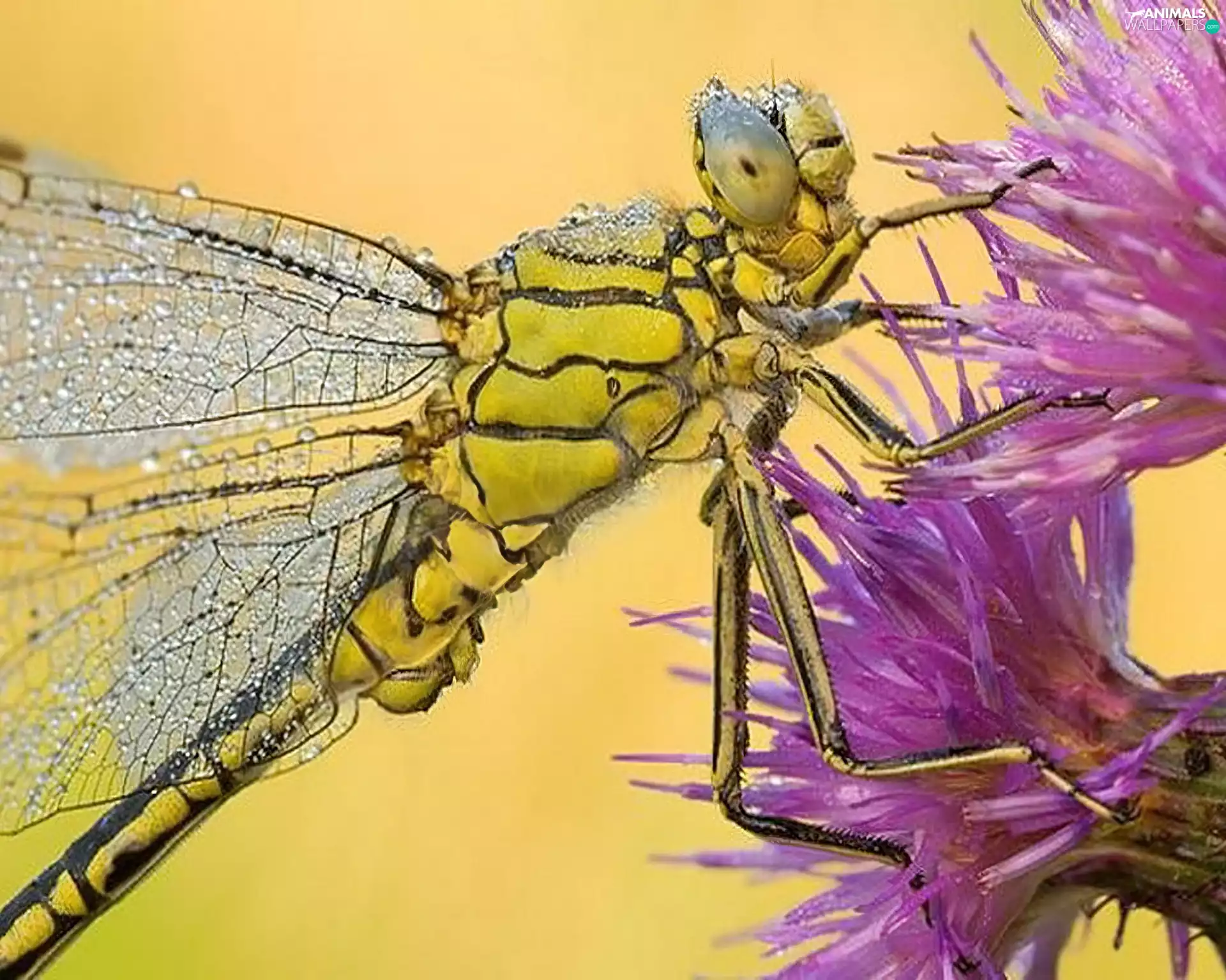 dragon-fly, wings, Colourfull Flowers, tail