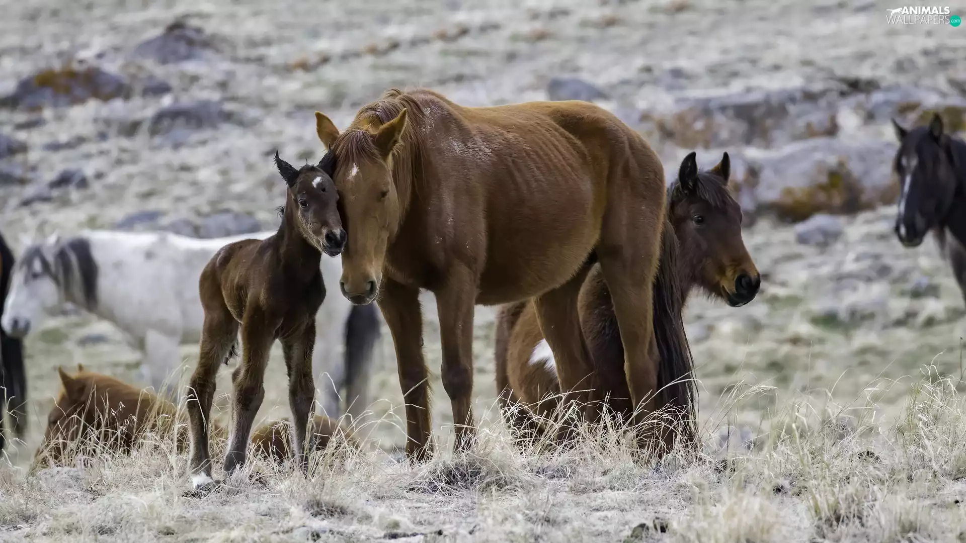 bloodstock, Mare, grass, Colt