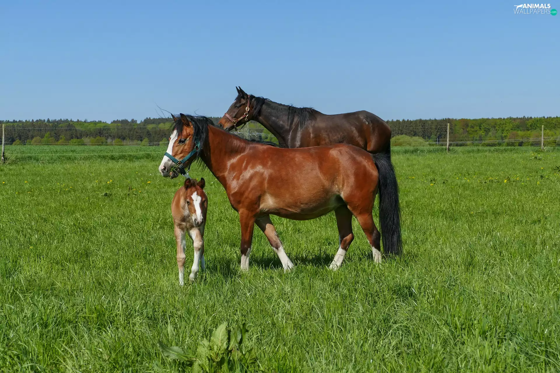 pasture, grass, bloodstock, Colt, Two cars