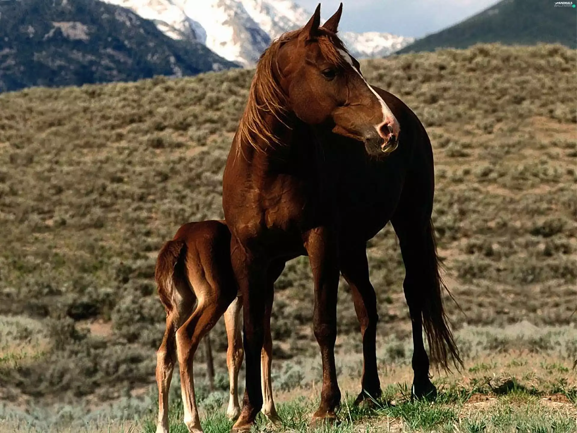 Horse, grass, Mountains, Colt