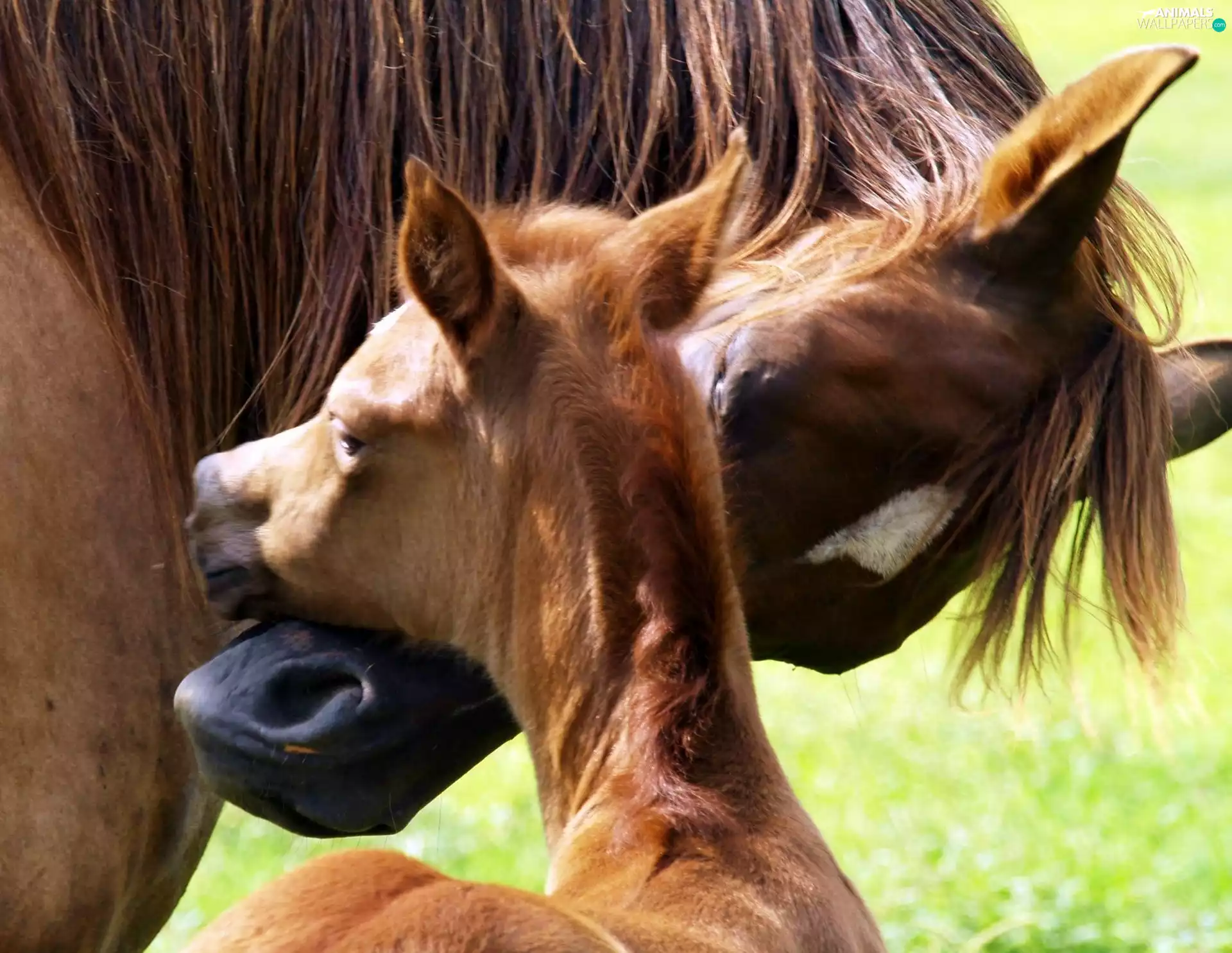 Mare, Heads, tenderness, Colt