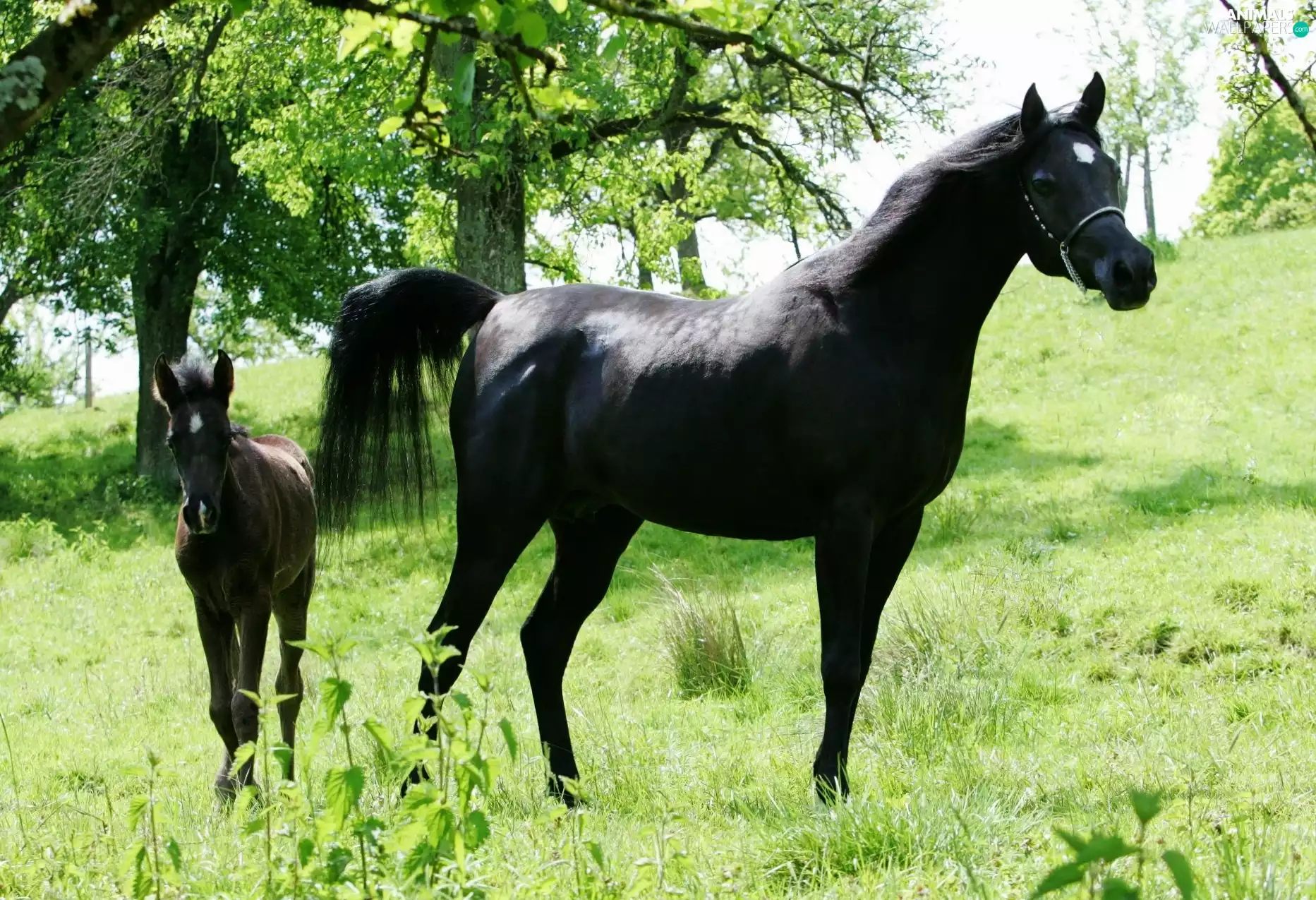 Mare, trees, viewes, Colt